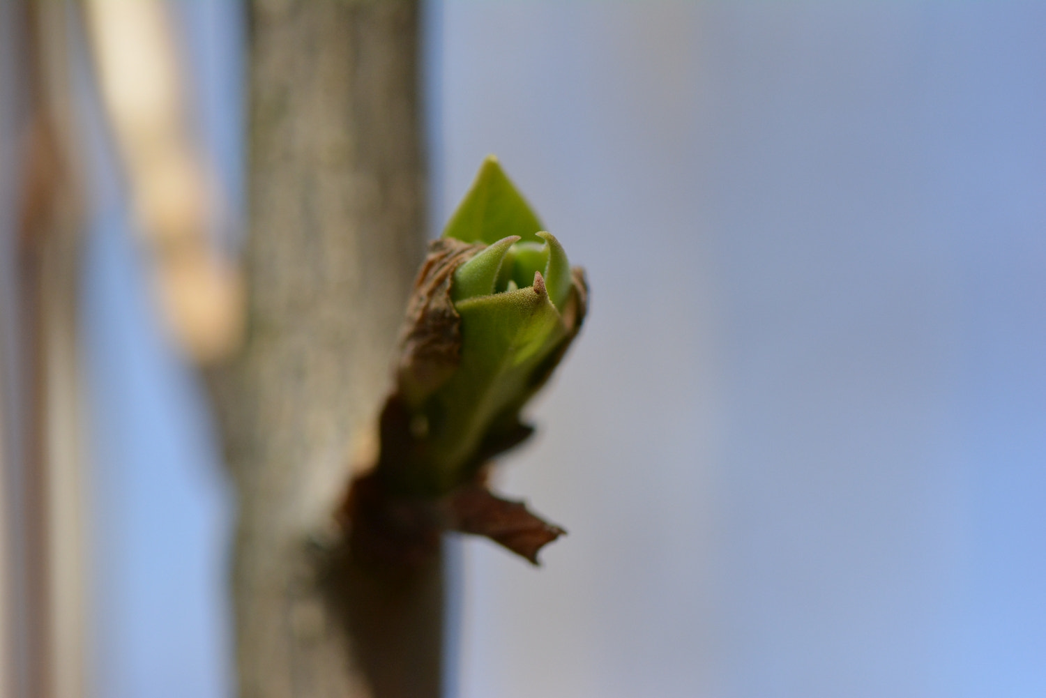 Nikon AF-S Micro-Nikkor 105mm F2.8G IF-ED VR sample photo. 170224_118.jpg photography