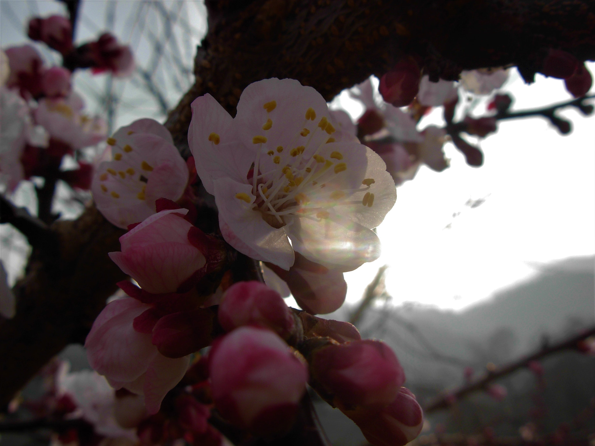 Nikon COOLPIX L5 sample photo. Spring photography