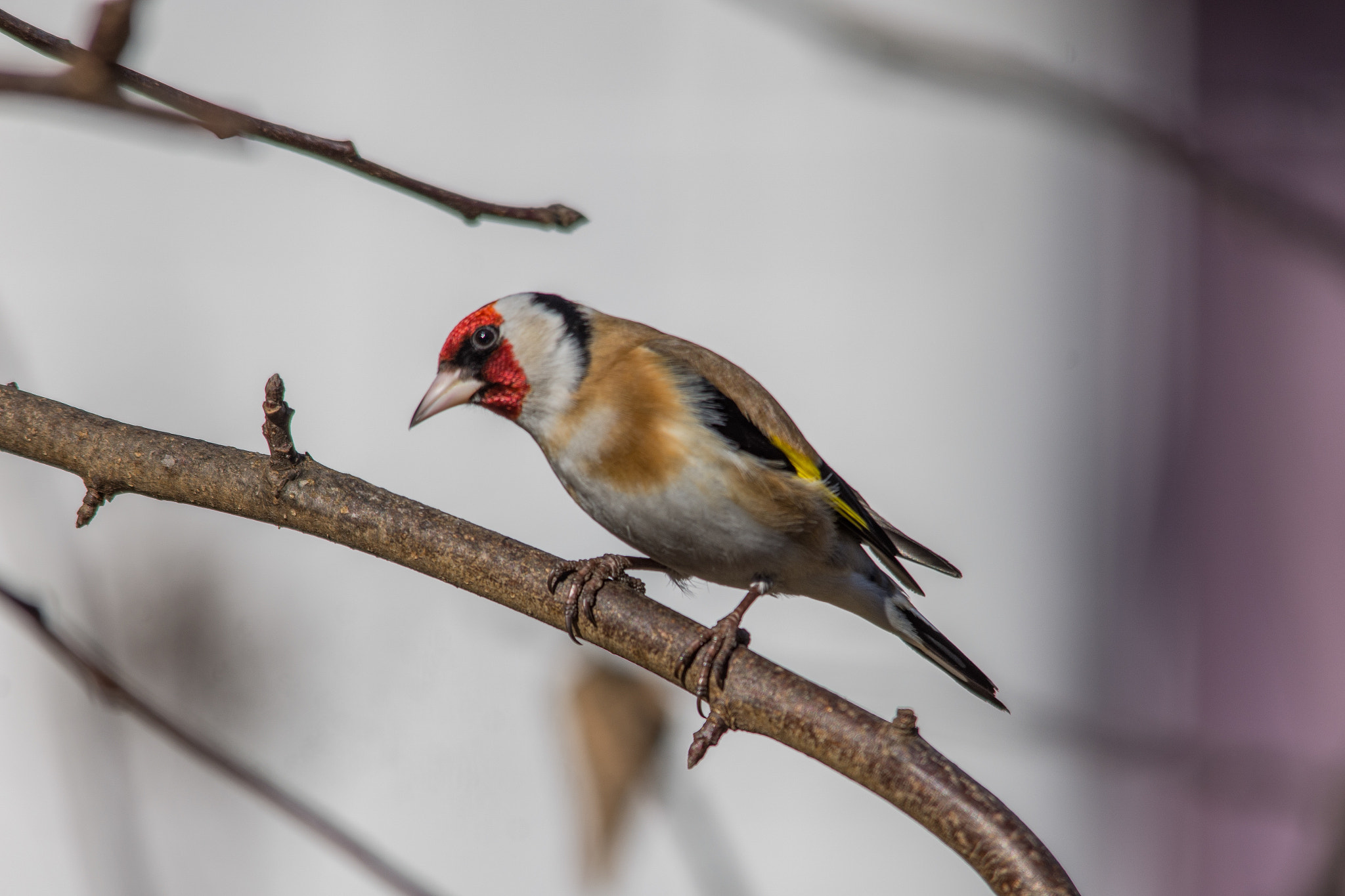 Sigma 150-500mm F5-6.3 DG OS HSM sample photo. European goldfinch photography