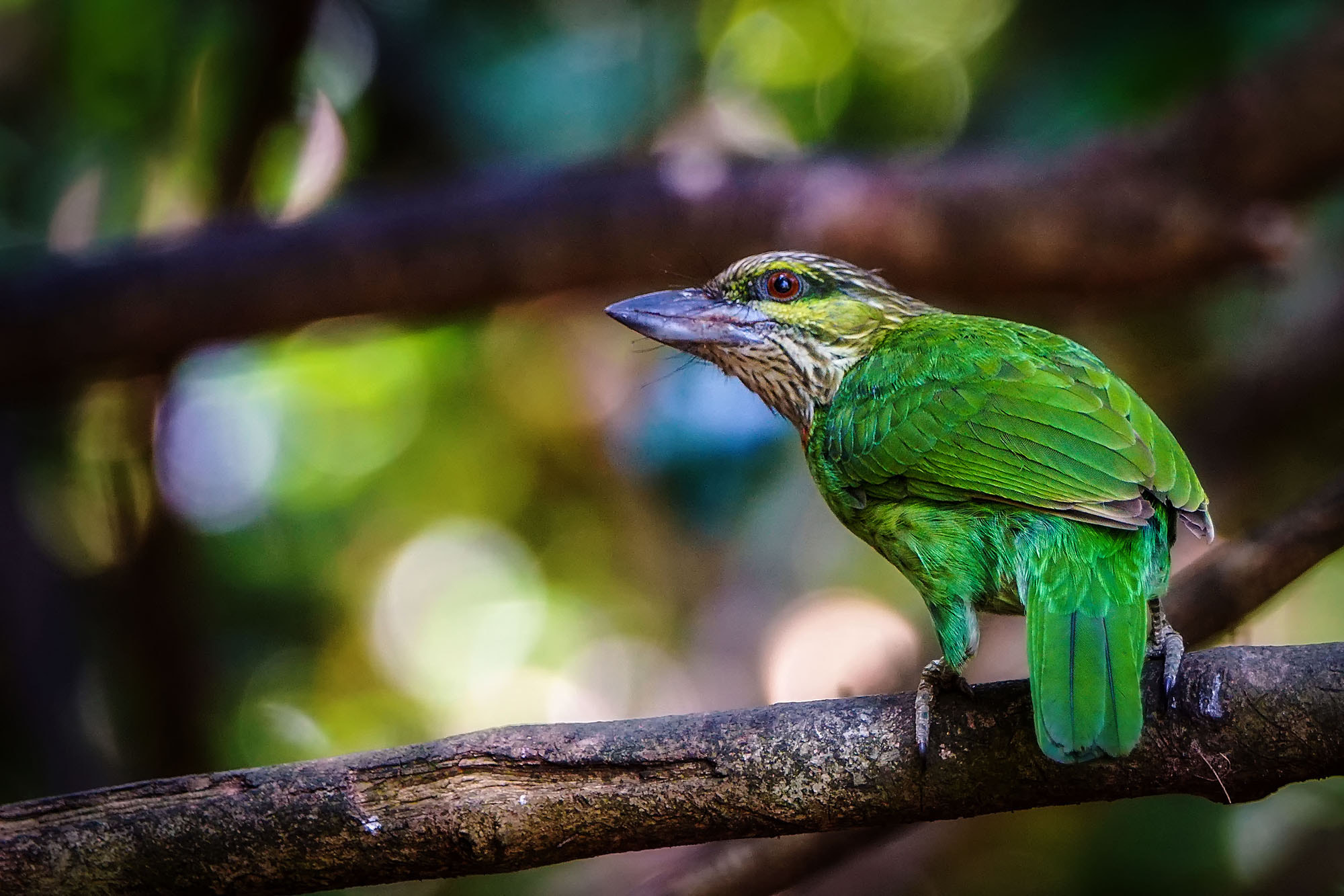 Sony ILCA-77M2 sample photo. Green-eared barbet photography