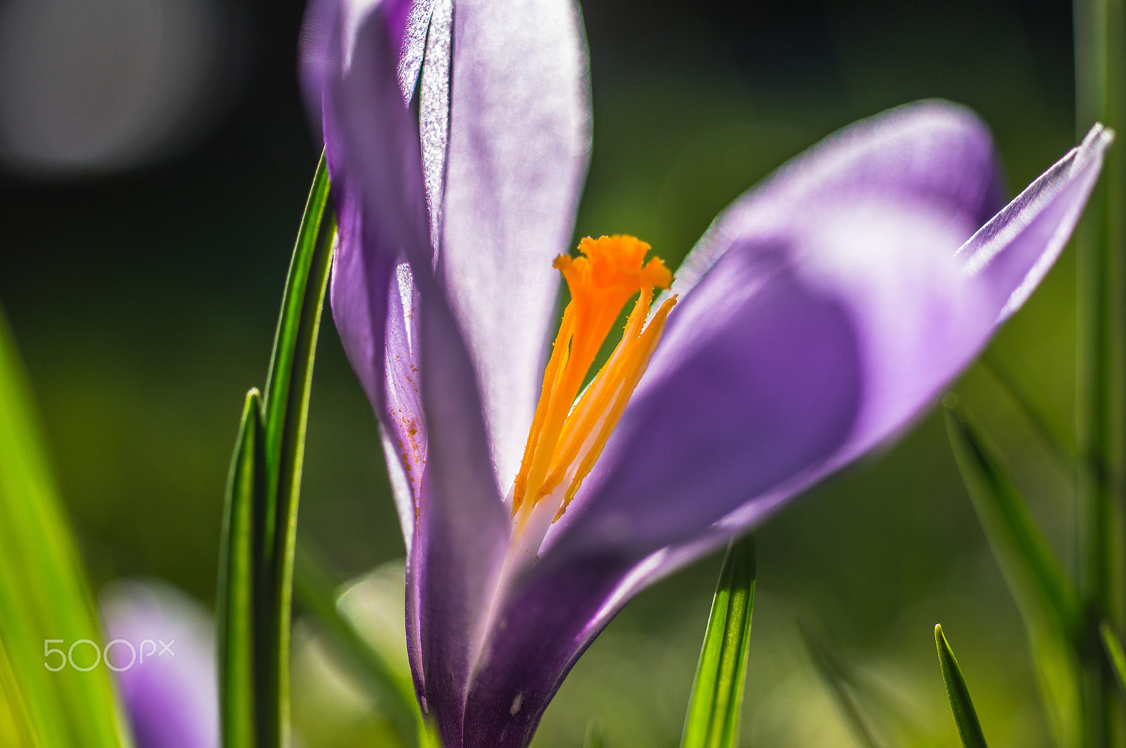 Sony SLT-A55 (SLT-A55V) sample photo. Flower photography