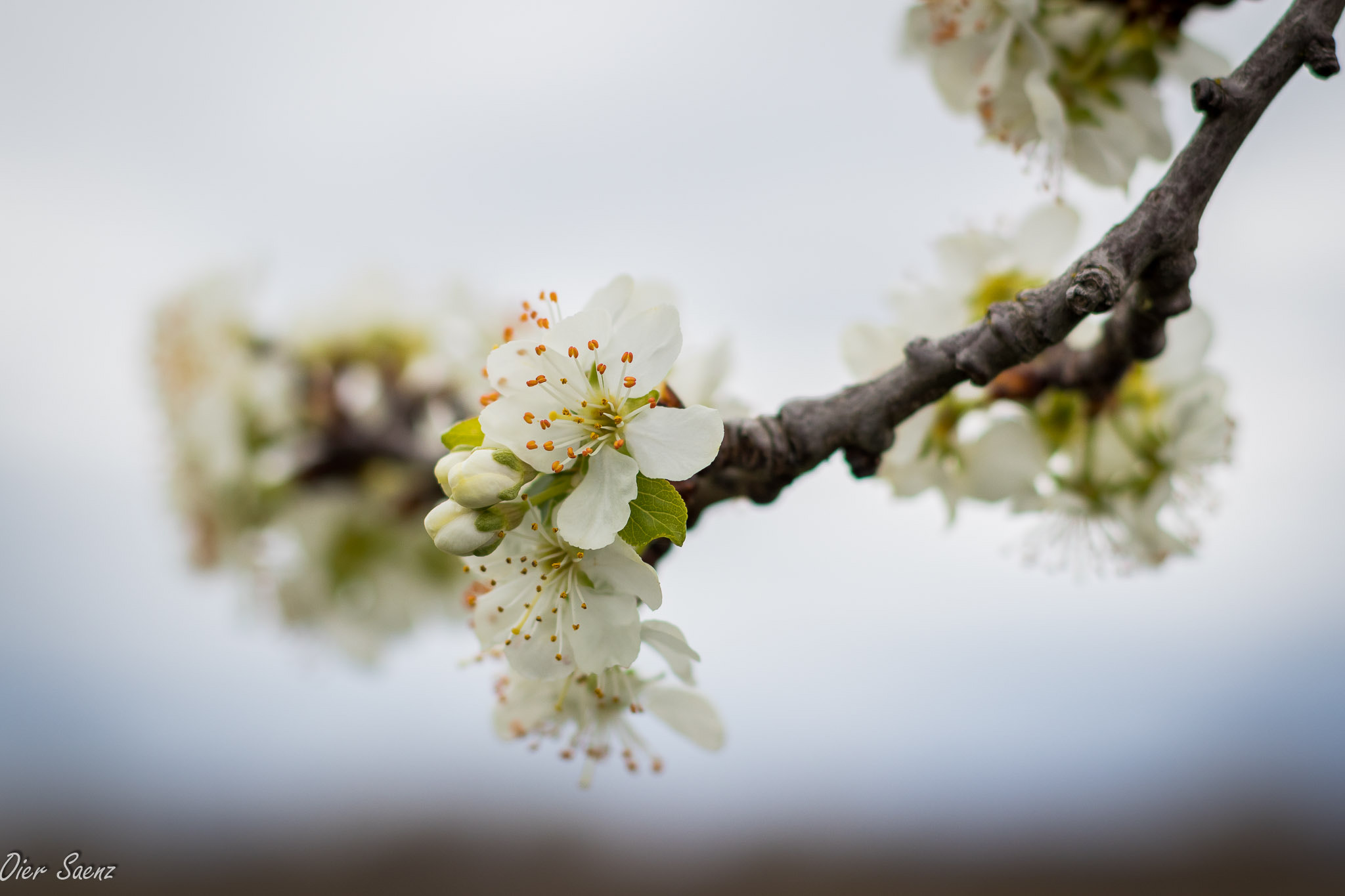 Canon EOS 80D + Canon EF 50mm F1.4 USM sample photo. 33221393740.jpg photography