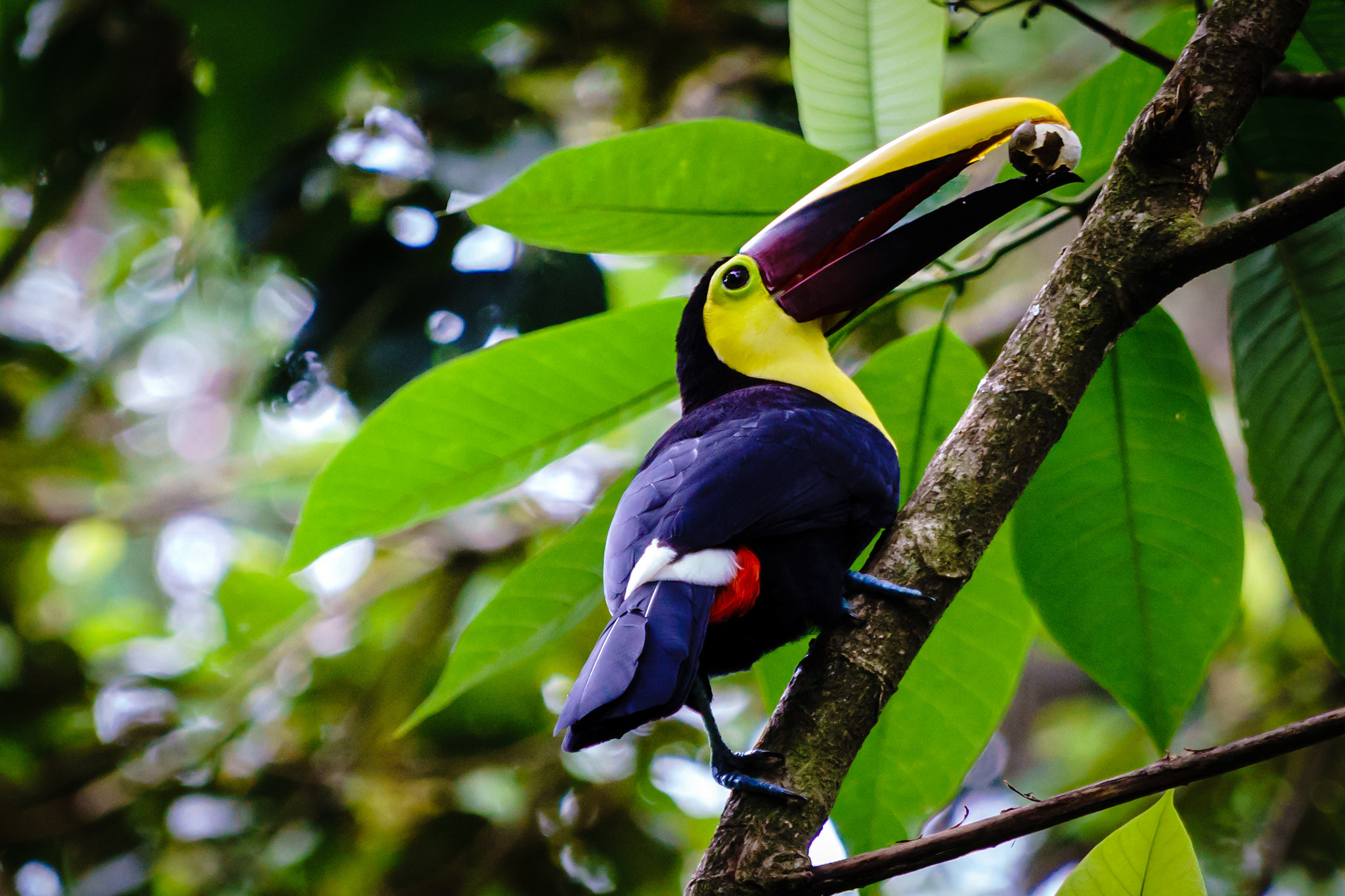 Sony a6000 + Sony FE 70-200mm F4 G OSS sample photo. Veragua rainforest, costa rica photography