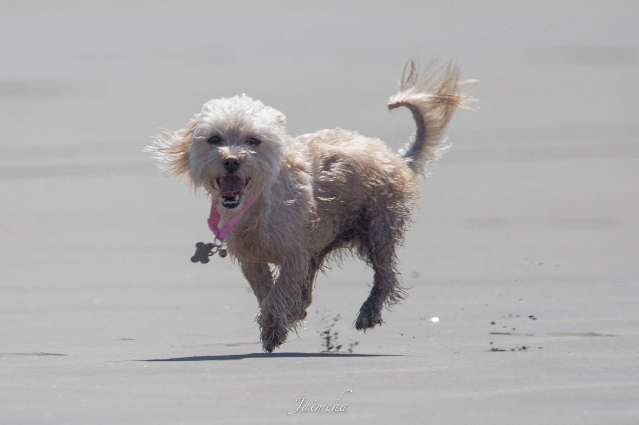 150-600mm F5-6.3 DG OS HSM | Contemporary 015 sample photo. Aleu photography