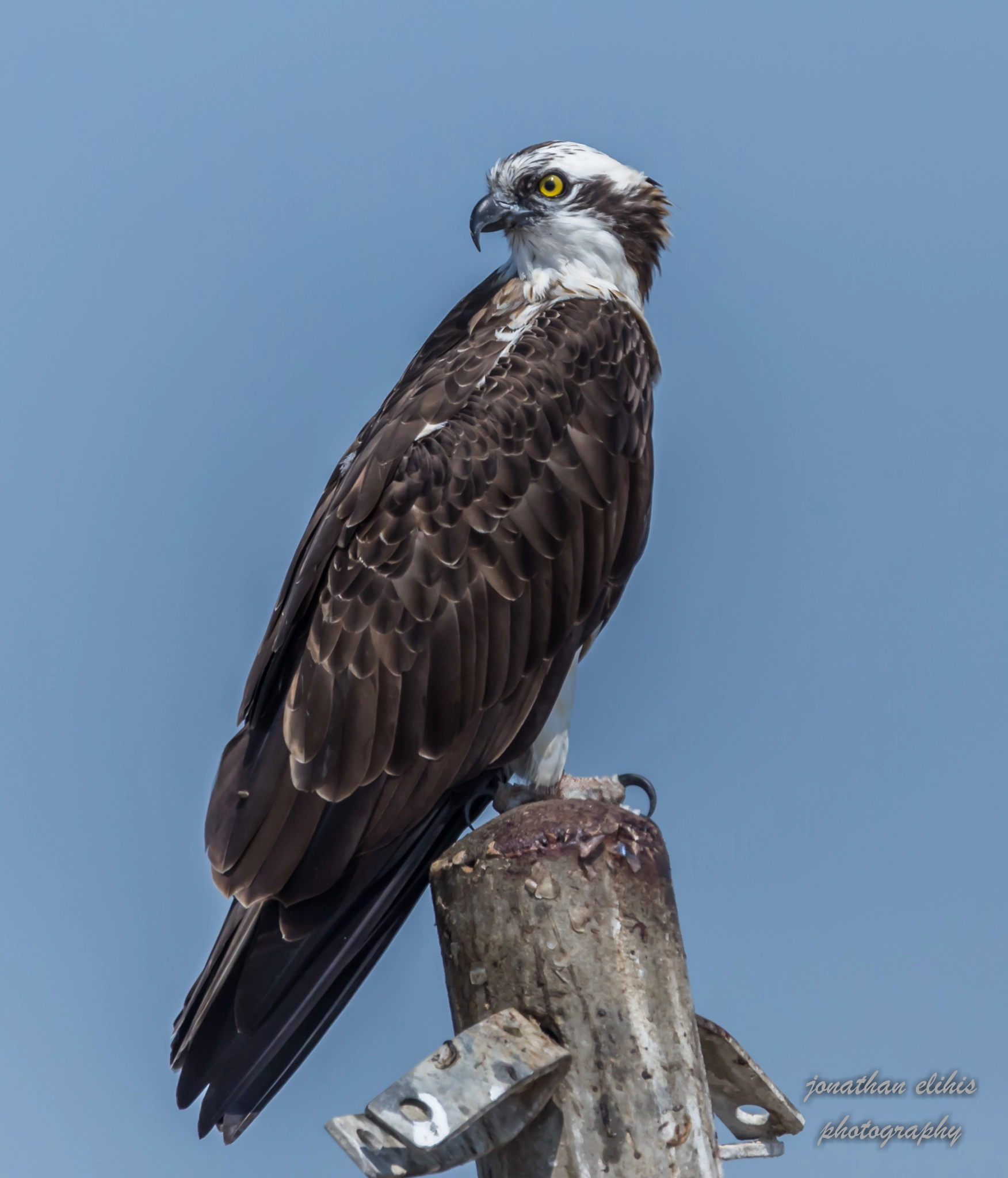 Tamron SP 150-600mm F5-6.3 Di VC USD sample photo. Pandion haliaetus photography