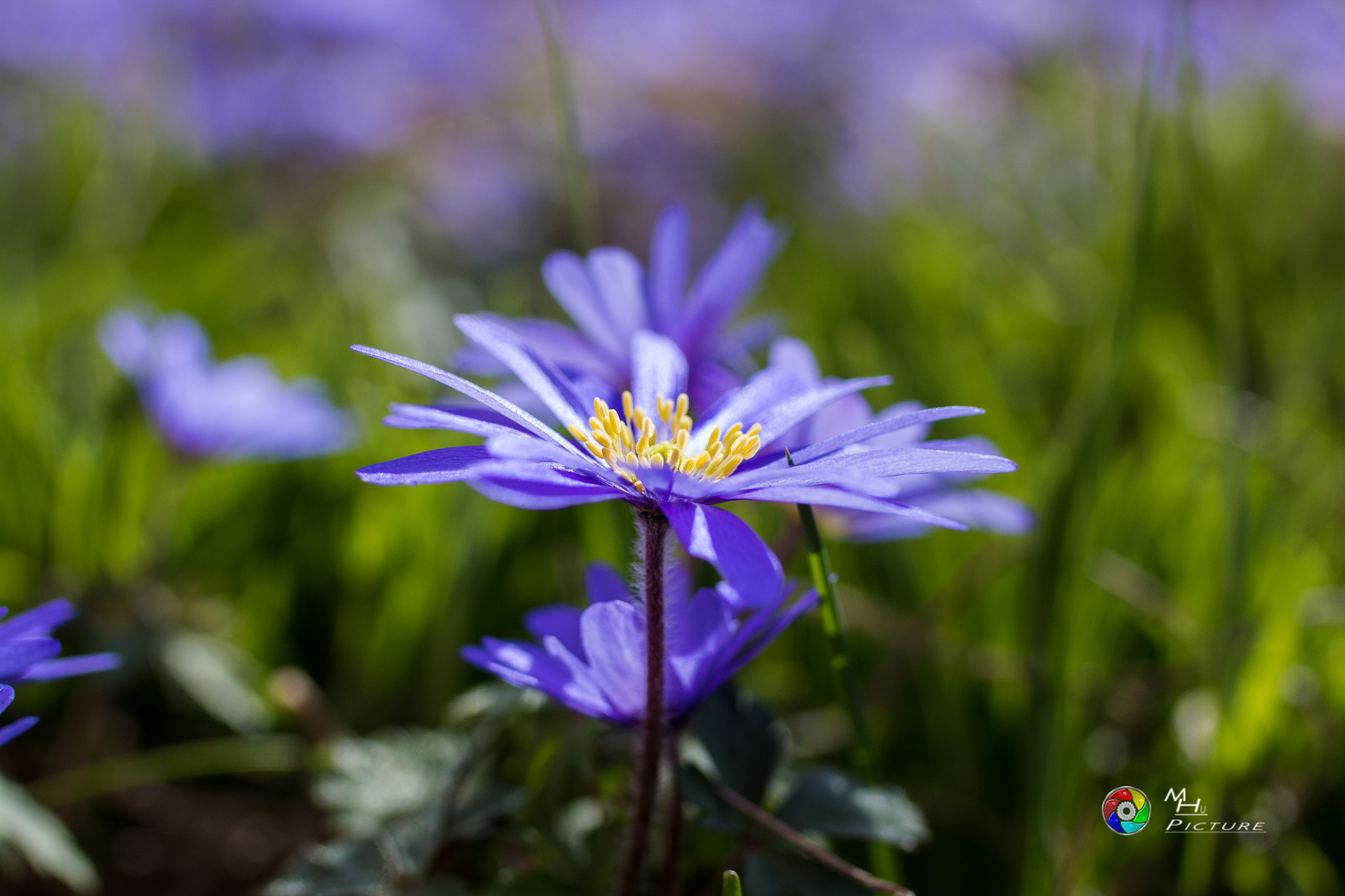 Tamron SP 35mm F1.8 Di VC USD sample photo. Blüte photography
