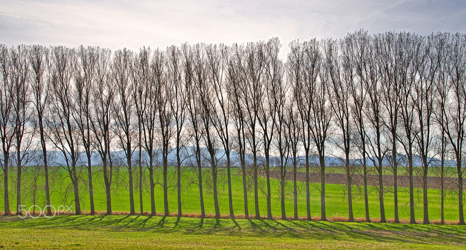 Pentax K-30 sample photo. Trees in the backlight photography