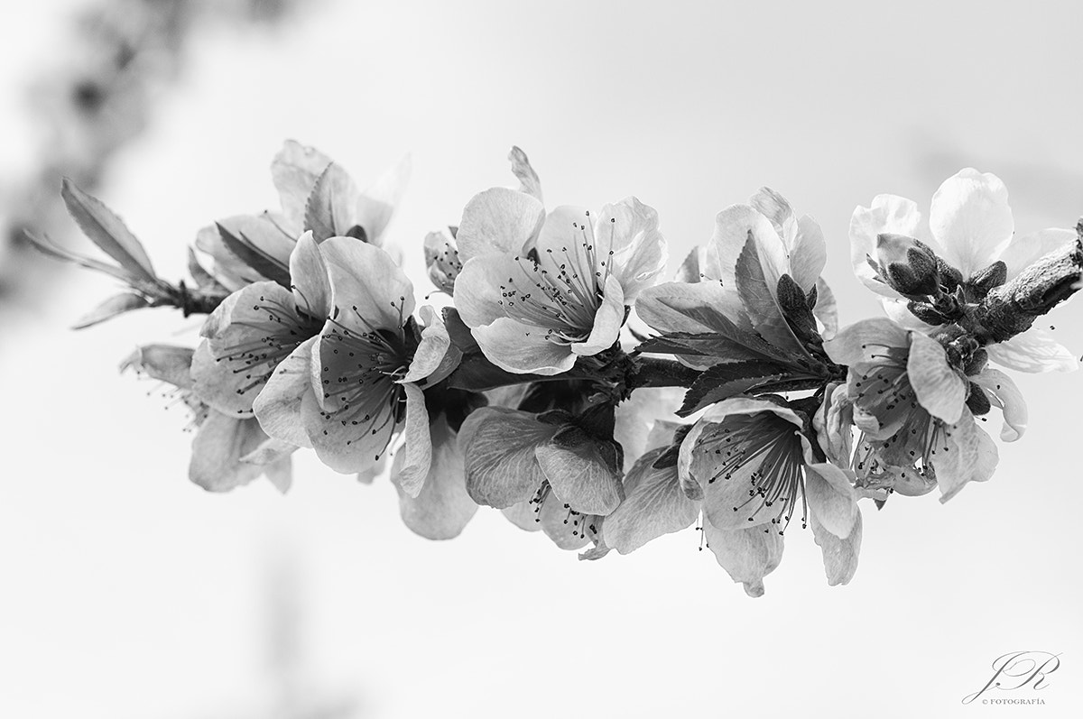 Nikon D90 sample photo. *** photography