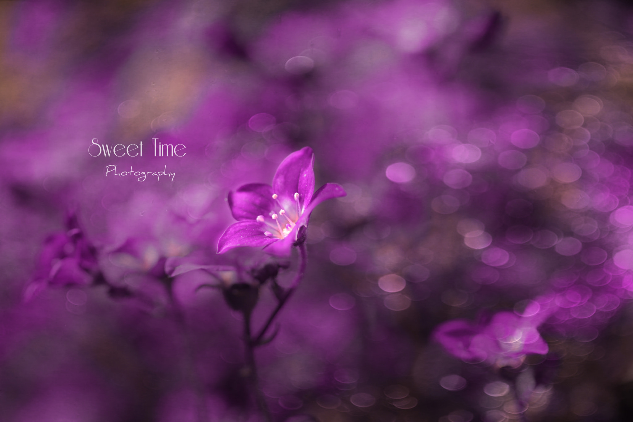 Canon EF 100mm F2.8L Macro IS USM sample photo. A beautiful day photography