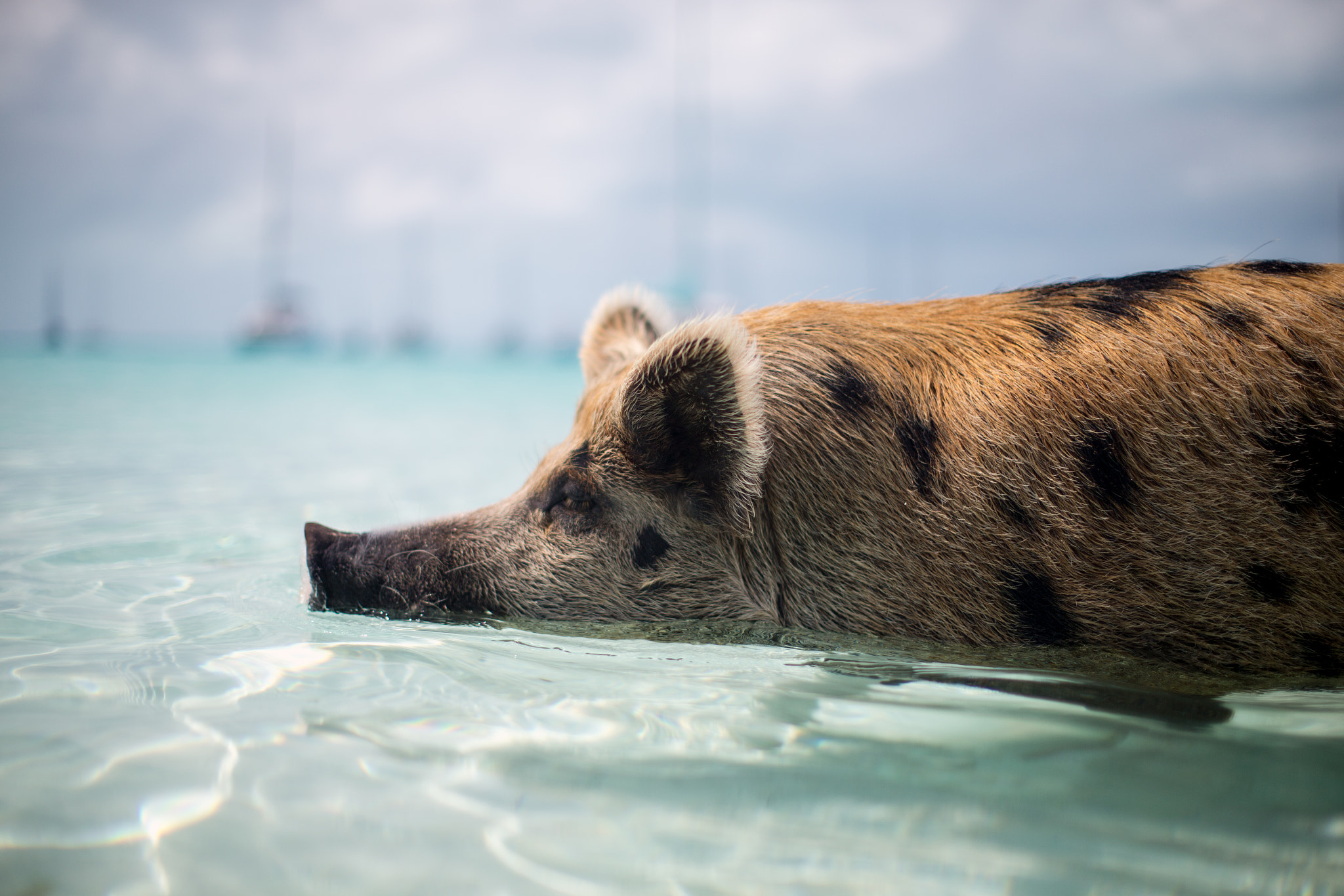 Canon EOS-1D X sample photo. Swimming pig photography