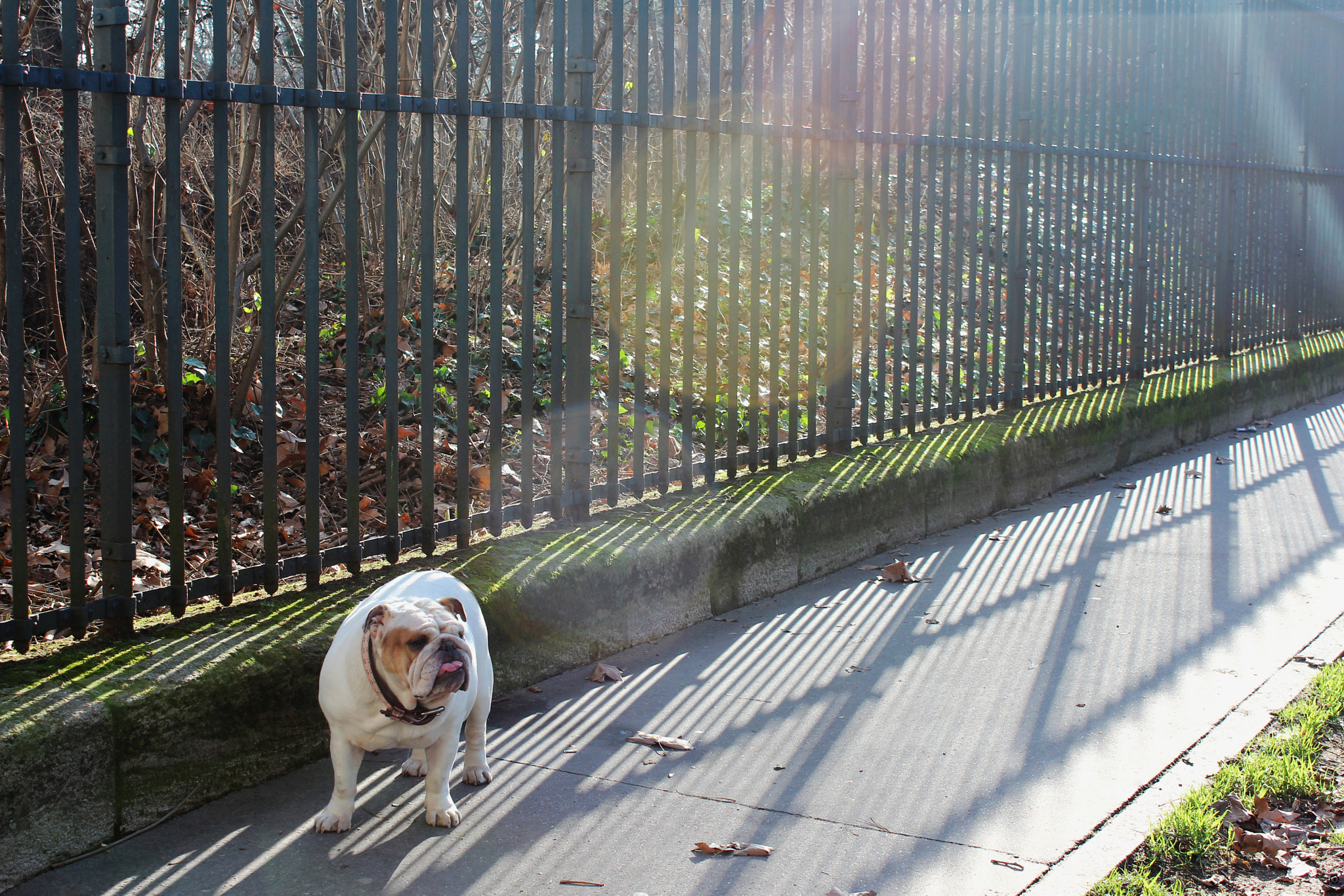 Canon EOS 600D (Rebel EOS T3i / EOS Kiss X5) sample photo. In the haze of the sun photography
