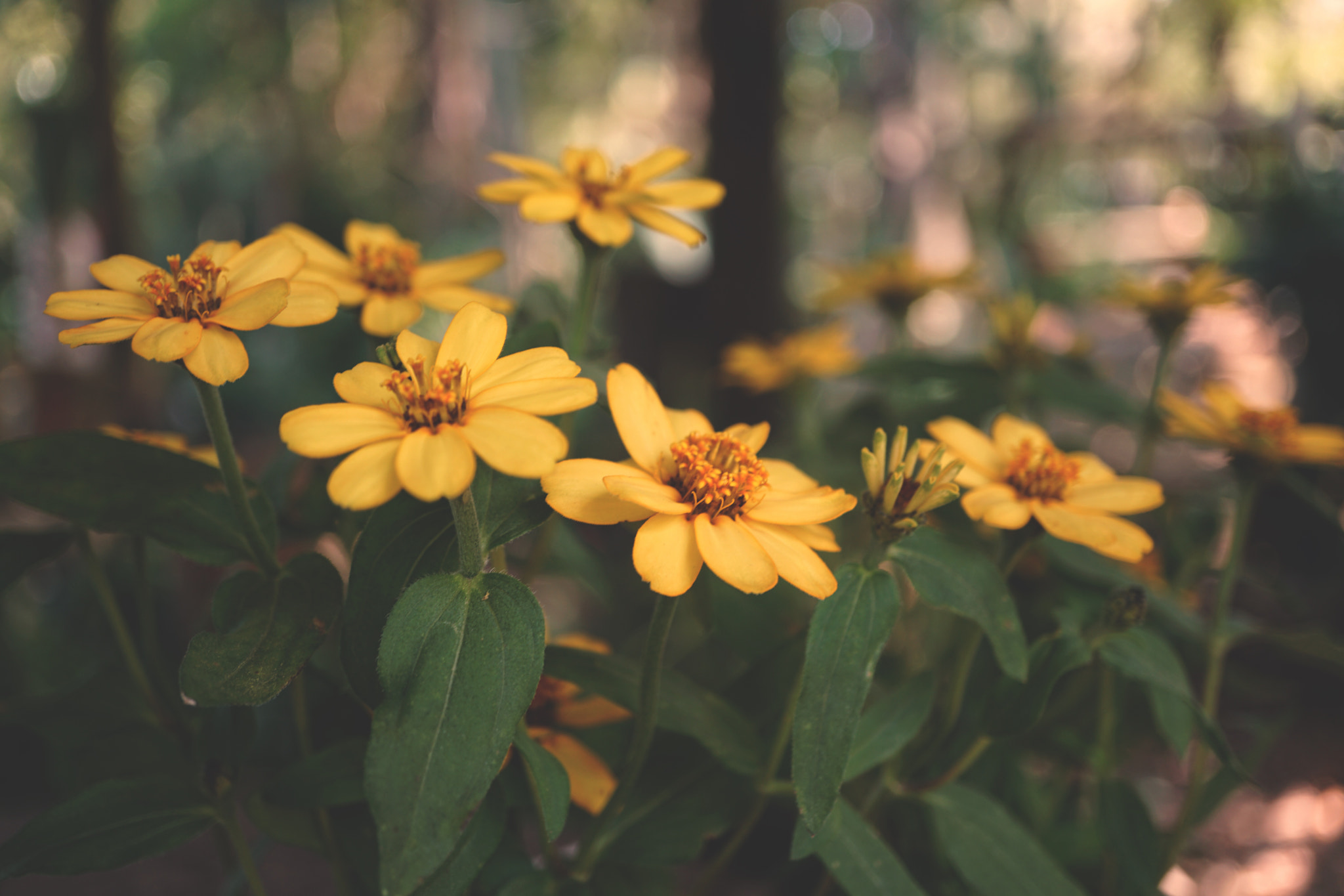 Sony a6300 + Sony E 30mm F3.5 sample photo. Spring flowers photography