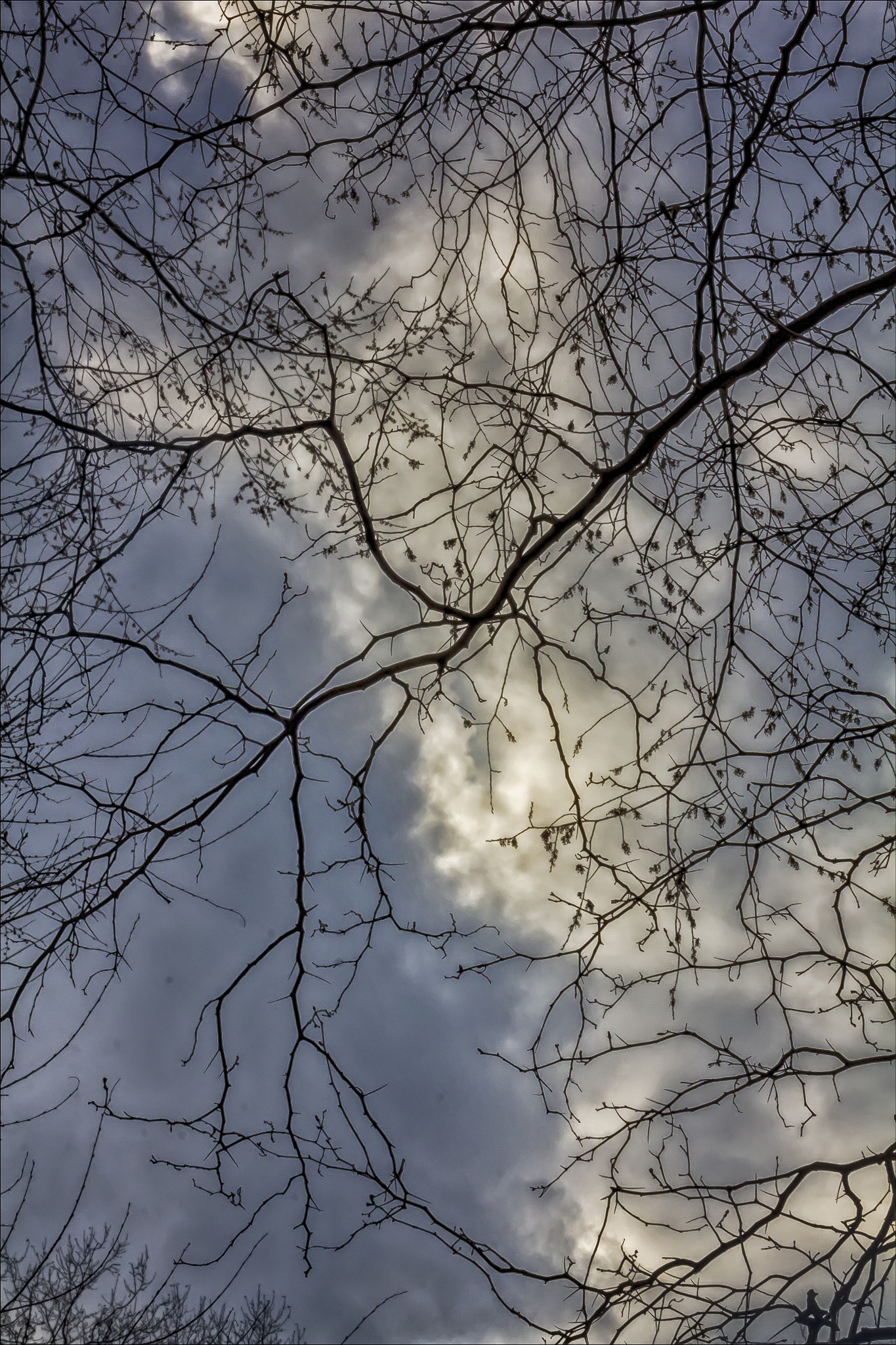 Canon EF 100mm F2.8 Macro USM sample photo. Trees sky and clouds photography