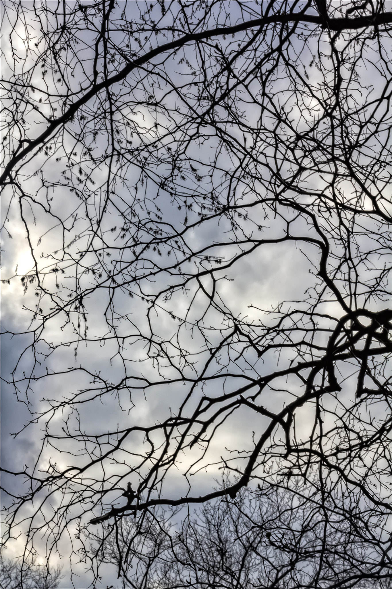 Canon EOS 60D + Canon EF 100mm F2.8 Macro USM sample photo. Trees sky and clouds photography