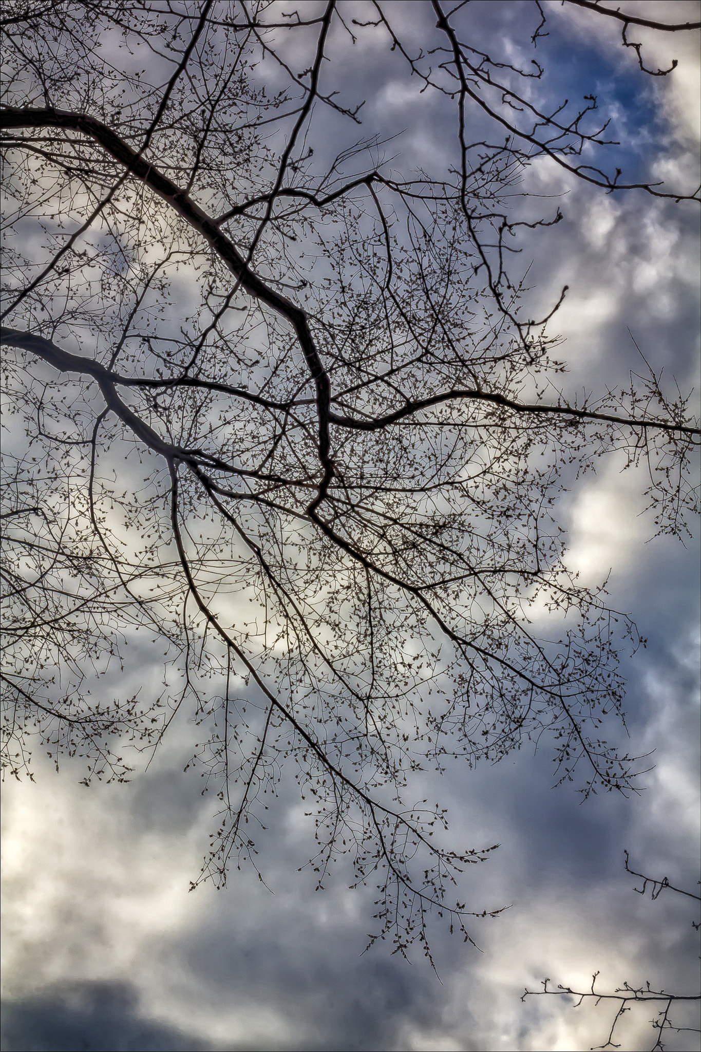 Canon EF 100mm F2.8 Macro USM sample photo. Trees sky and clouds photography