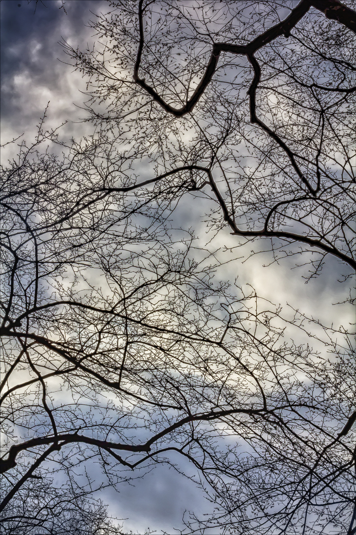 Canon EF 100mm F2.8 Macro USM sample photo. Trees sky and clouds photography