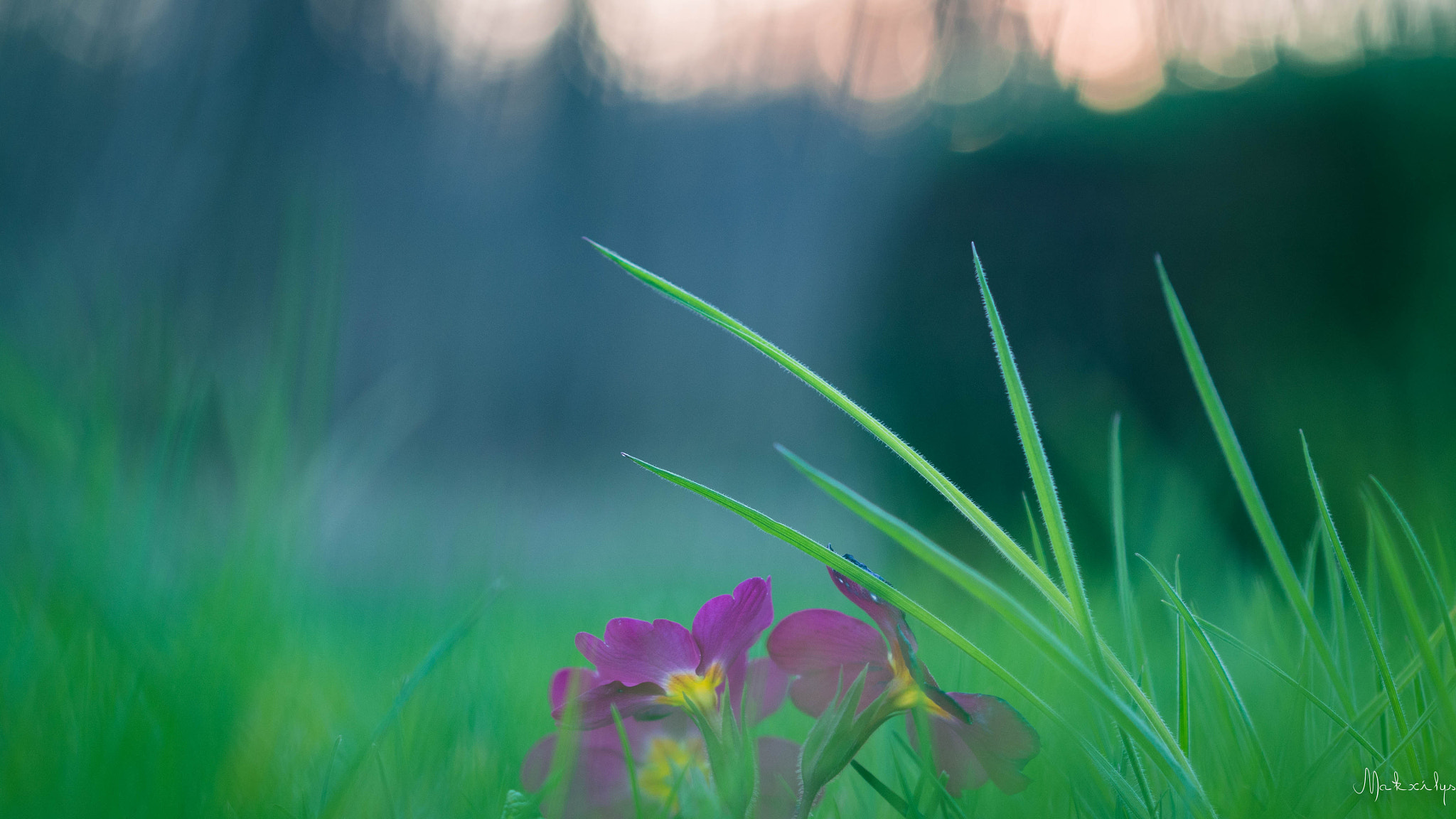 Olympus OM-D E-M10 II + Olympus M.Zuiko Digital 45mm F1.8 sample photo. The flower...naturellement... photography