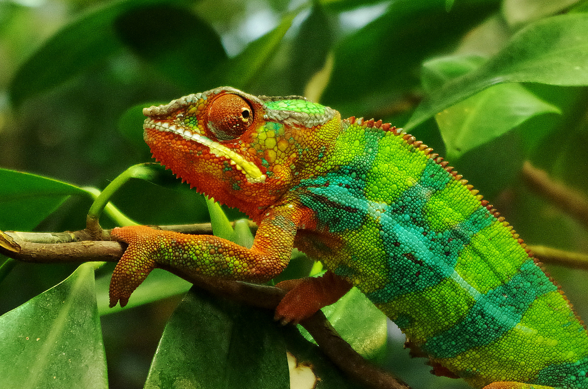 smc PENTAX-DA L 18-55mm F3.5-5.6 sample photo. Chameleon photography