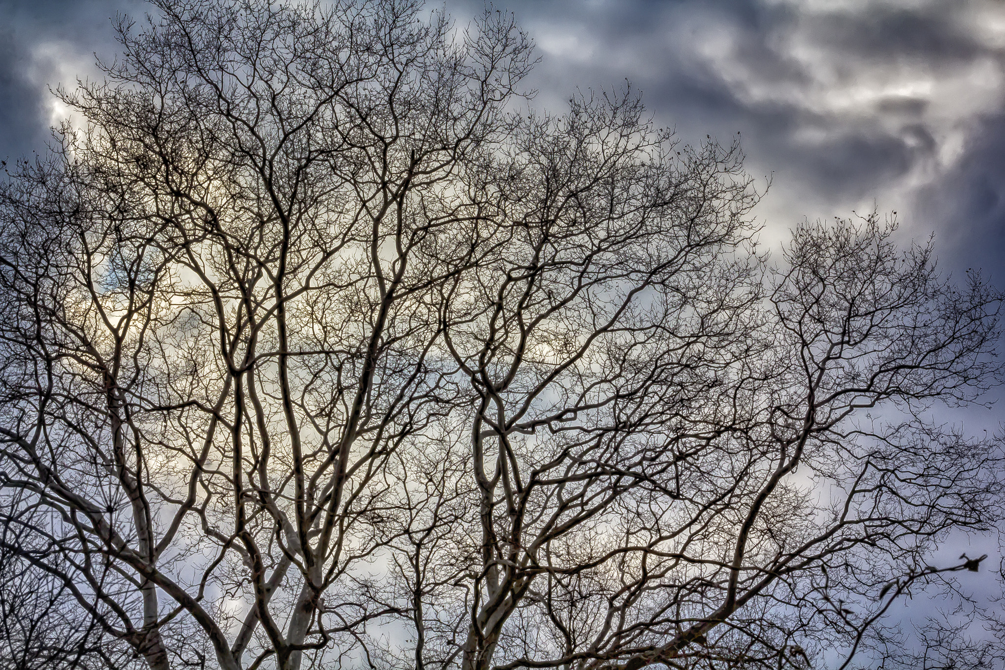 Canon EF 100mm F2.8 Macro USM sample photo. Trees sky and clouds photography