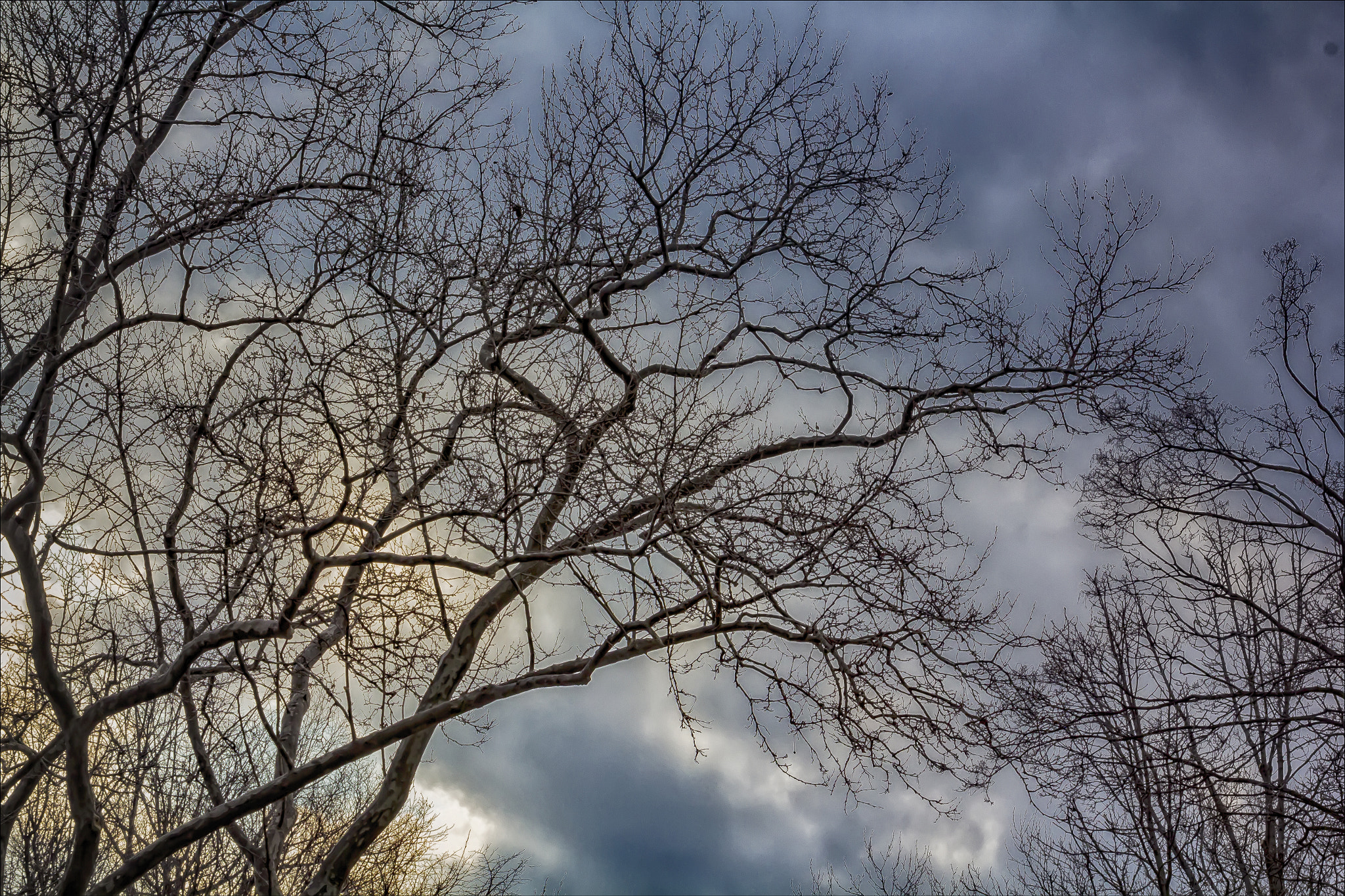 Canon EF 100mm F2.8 Macro USM sample photo. Trees sky and clouds photography