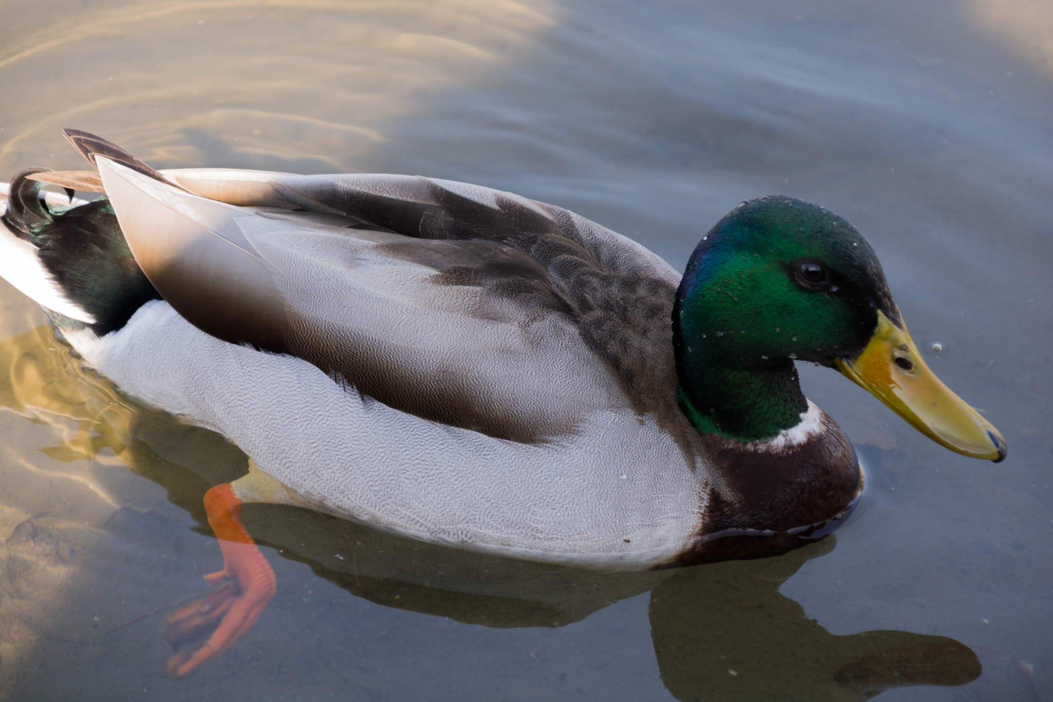 Nikon D5200 + Sigma 28-300mm F3.5-6.3 DG Macro sample photo. Canard photography