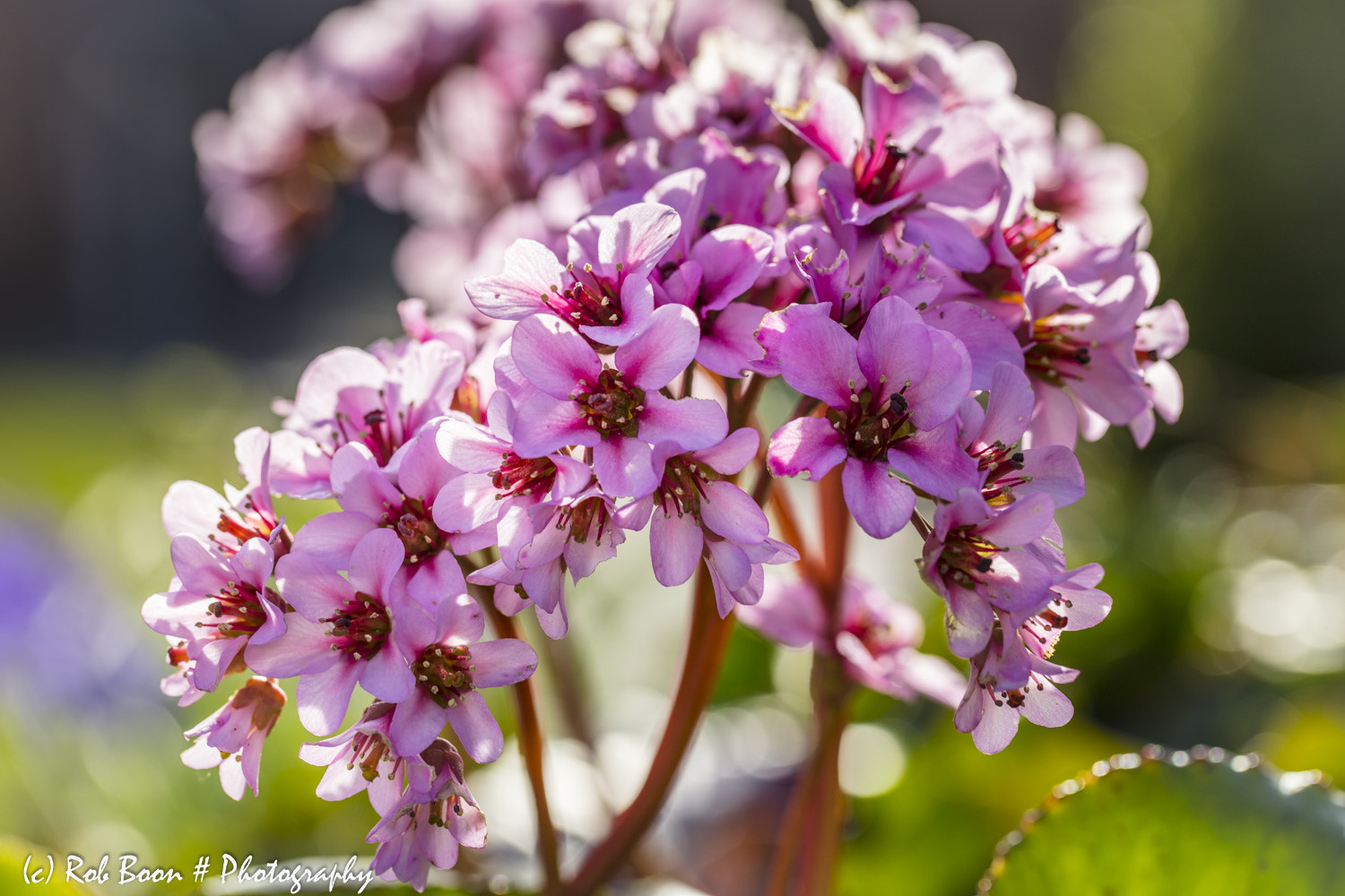 Canon EF 100mm F2.8L Macro IS USM sample photo. Bergenia cordifolia 1 photography
