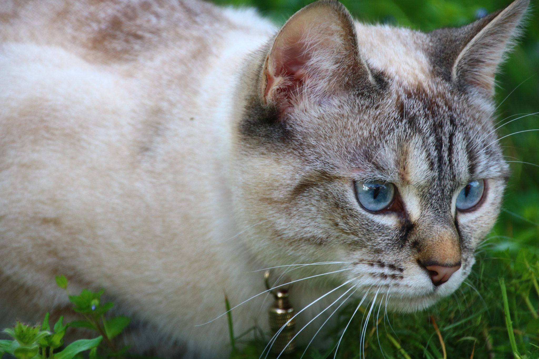 Canon EOS 750D (EOS Rebel T6i / EOS Kiss X8i) sample photo. Séance photo dans le jardin photography