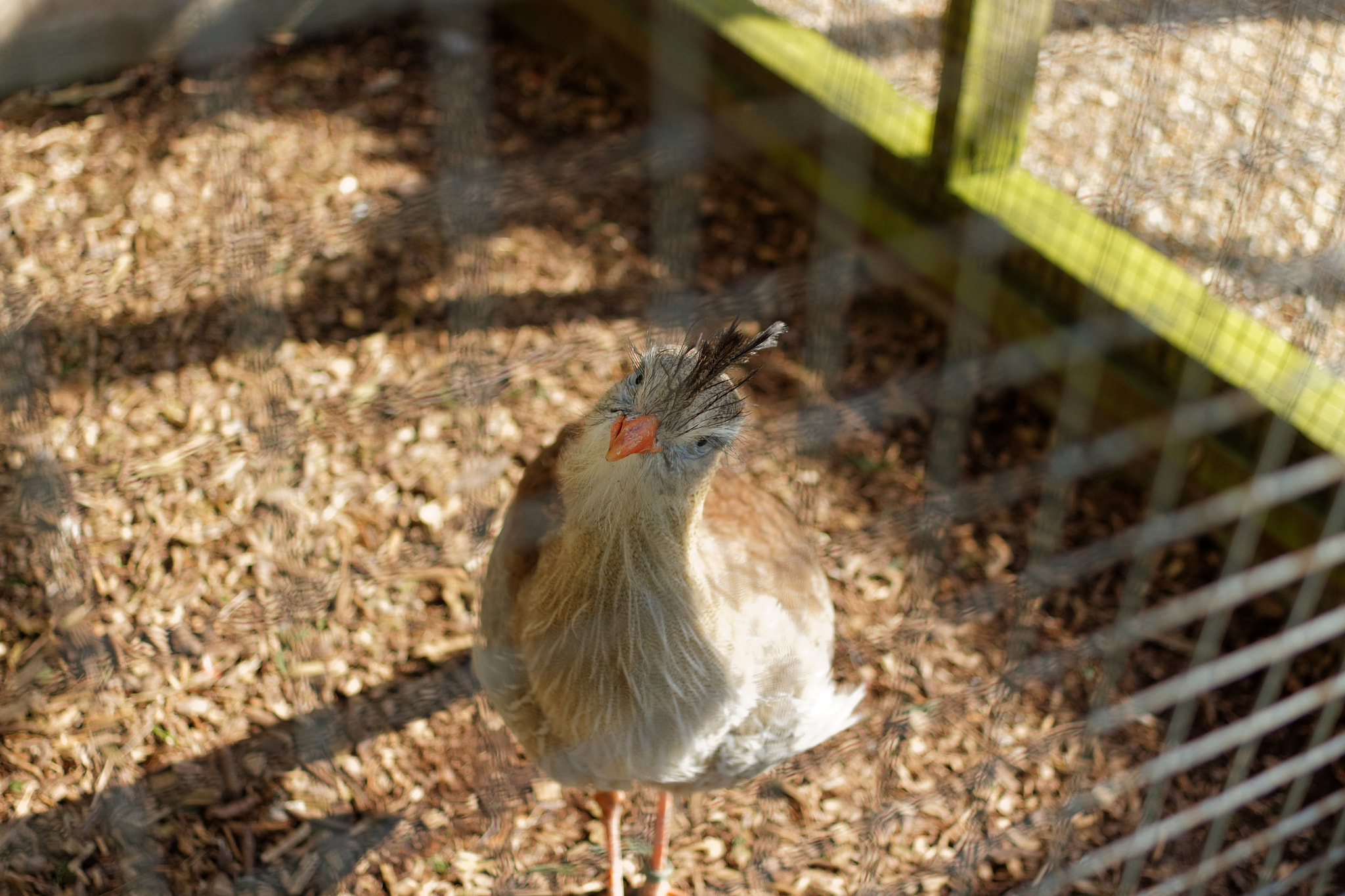 Canon EF 28mm F2.8 sample photo. Angry bird photography