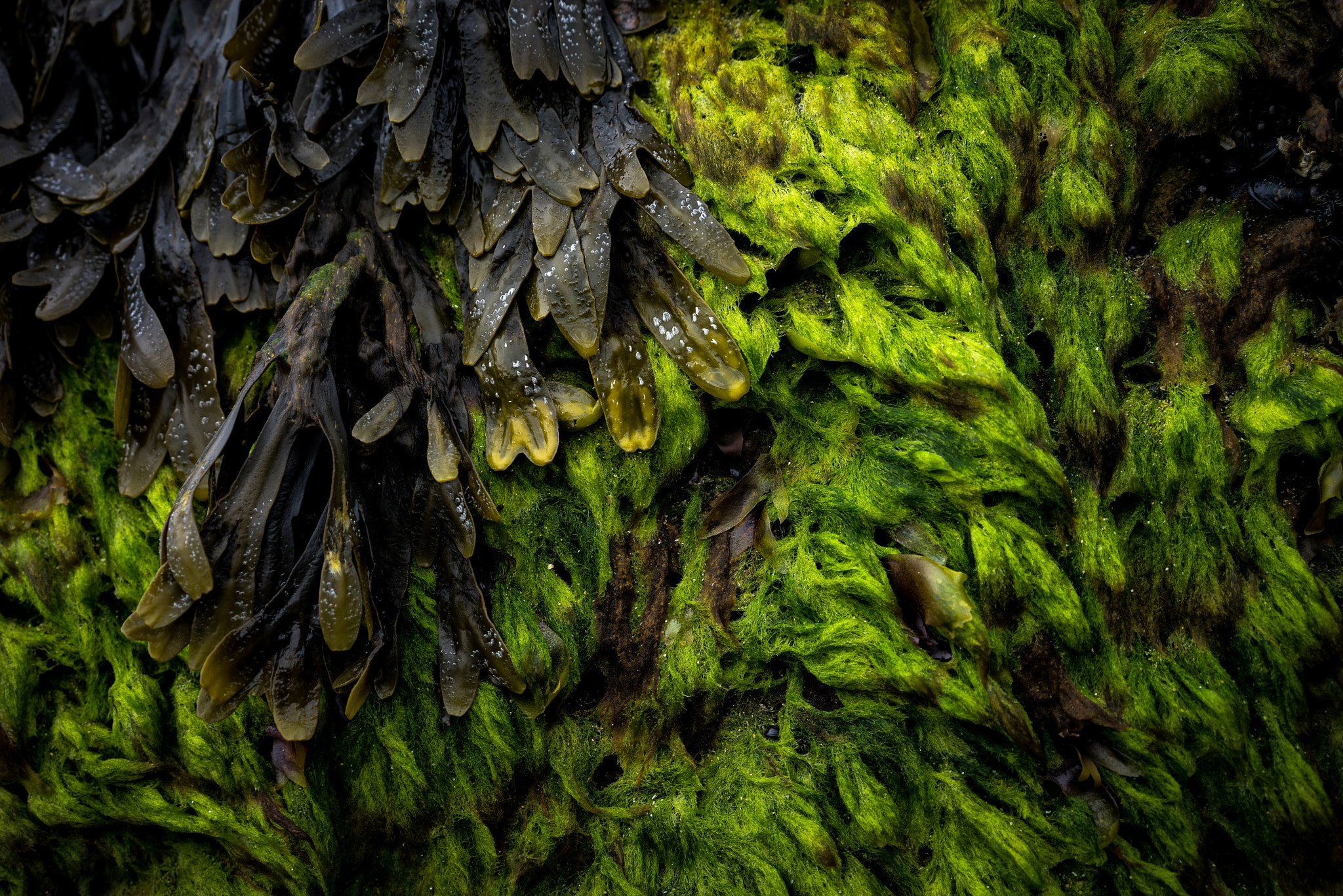 Sony a7R + Sony Sonnar T* FE 55mm F1.8 ZA sample photo. Acccao photography