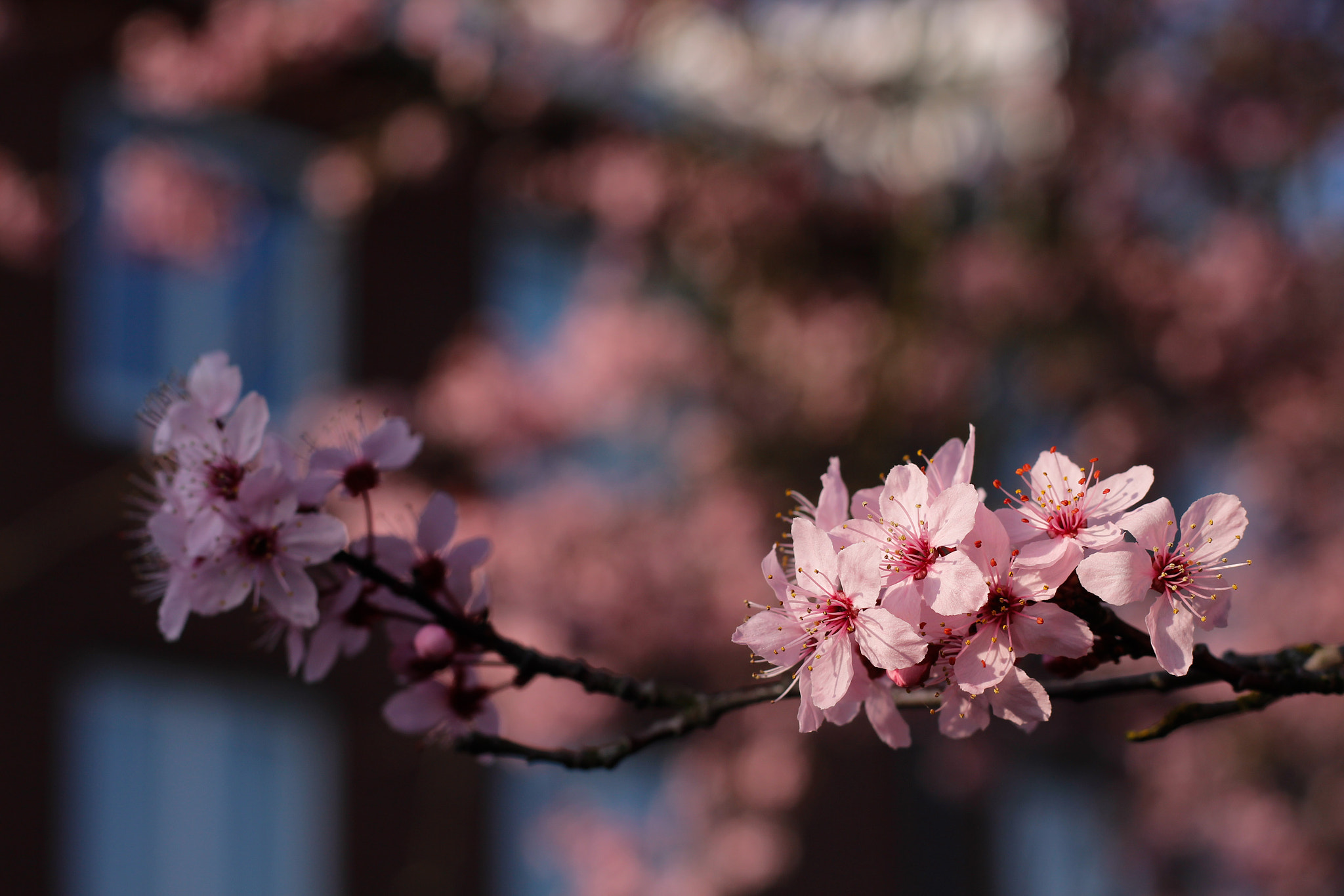 Canon EOS 650D (EOS Rebel T4i / EOS Kiss X6i) + Canon EF 50mm F1.8 STM sample photo. Blossom photography