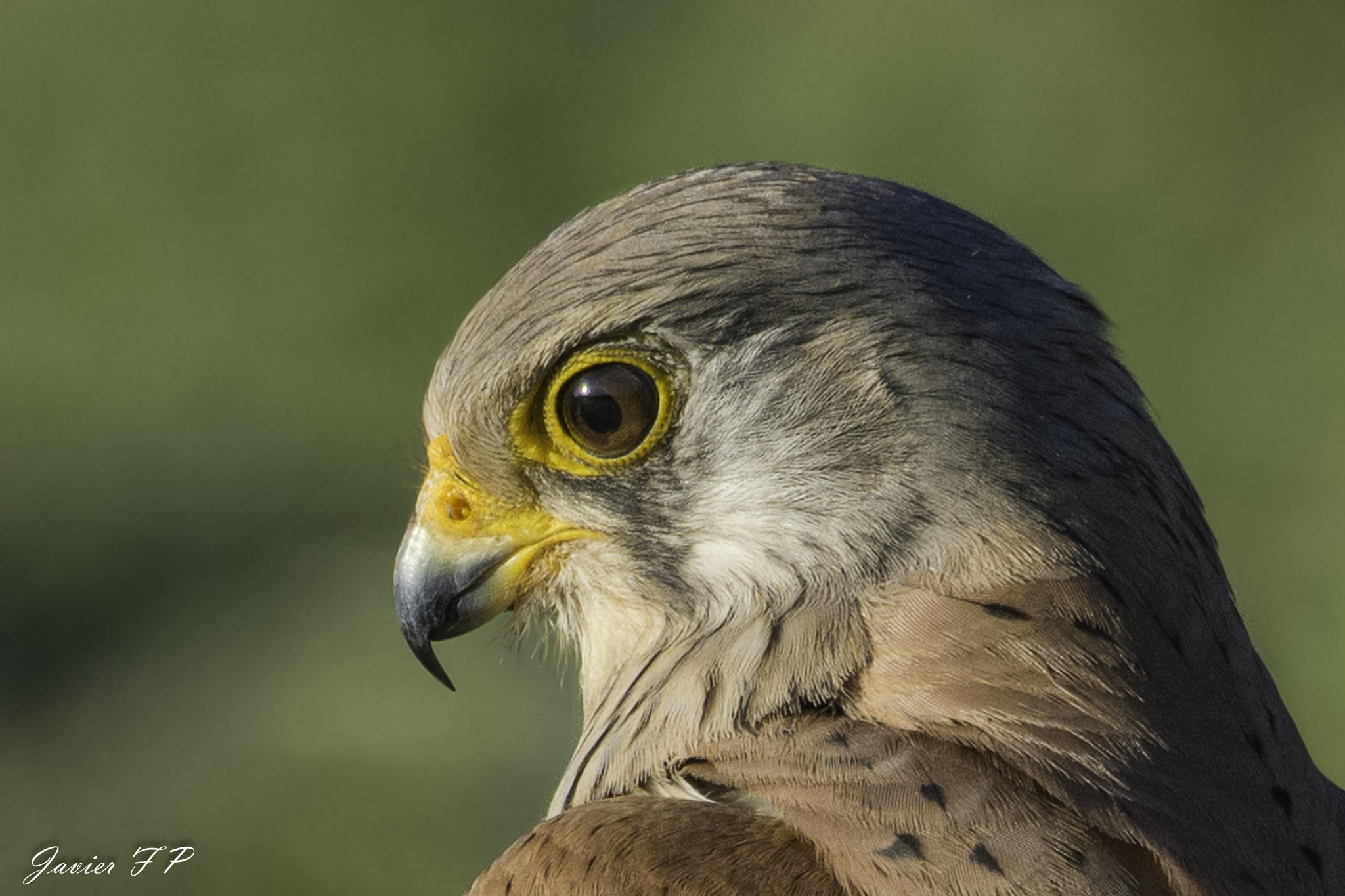 Nikon AF-S Nikkor 200-500mm F5.6E ED VR sample photo. Cernícalo vulgar (falco tinnunculus) photography