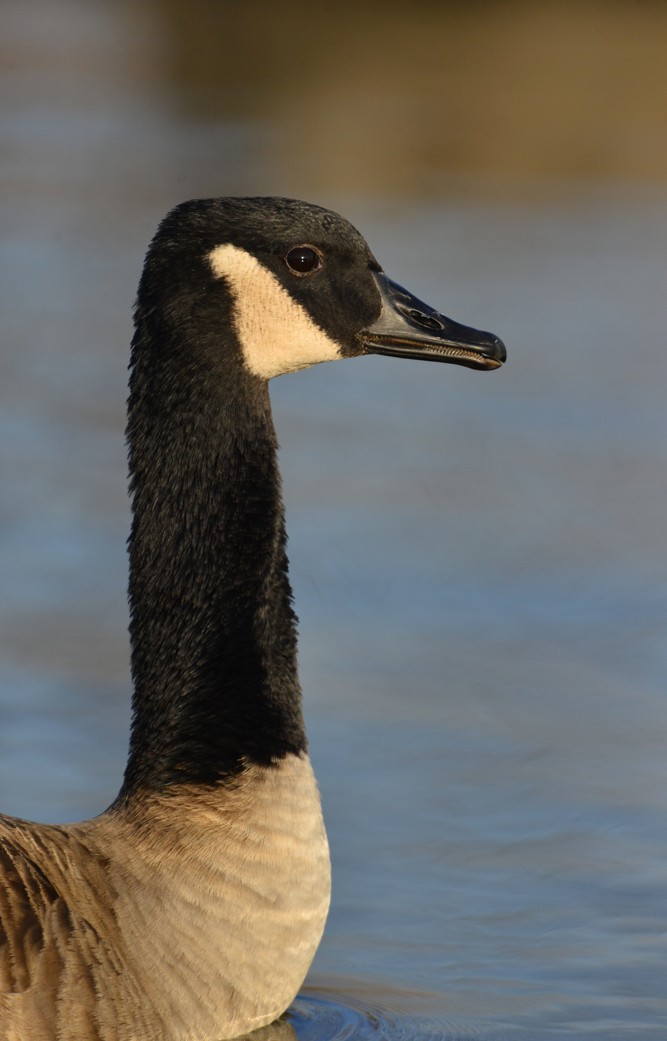Nikon AF-S Nikkor 500mm F4G ED VR sample photo. Canadese gans photography