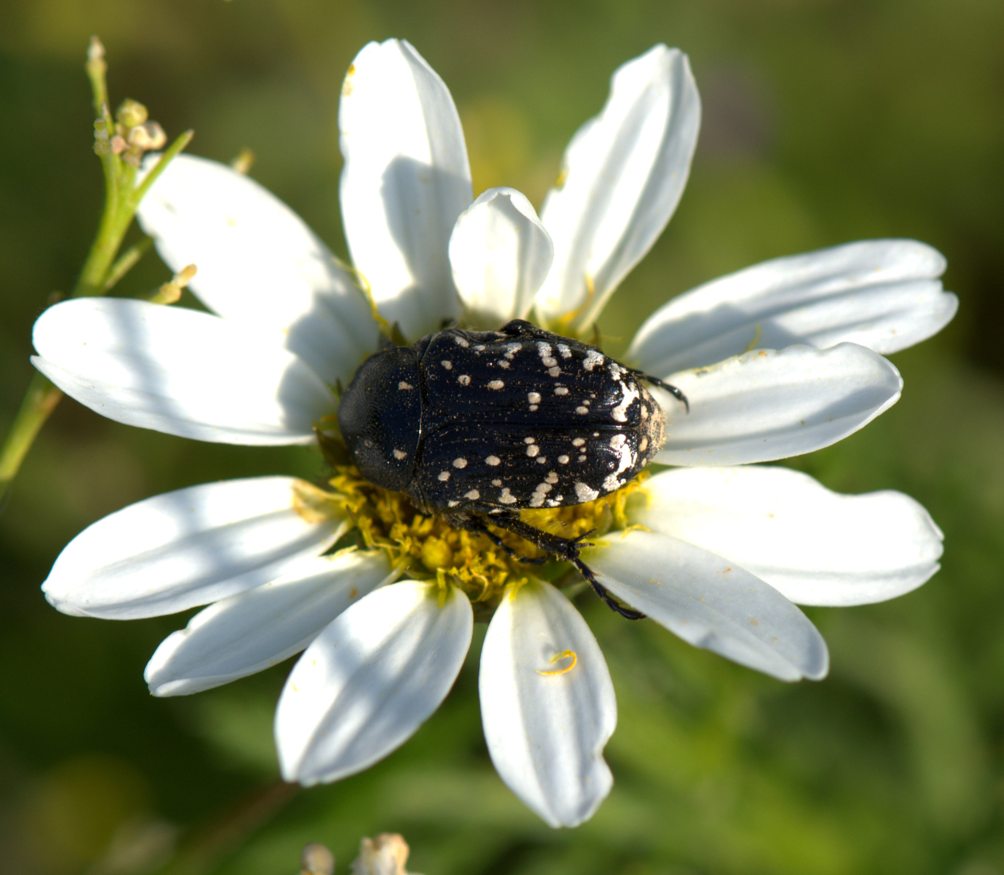Nikon AF-S Micro-Nikkor 105mm F2.8G IF-ED VR sample photo. A bug photography