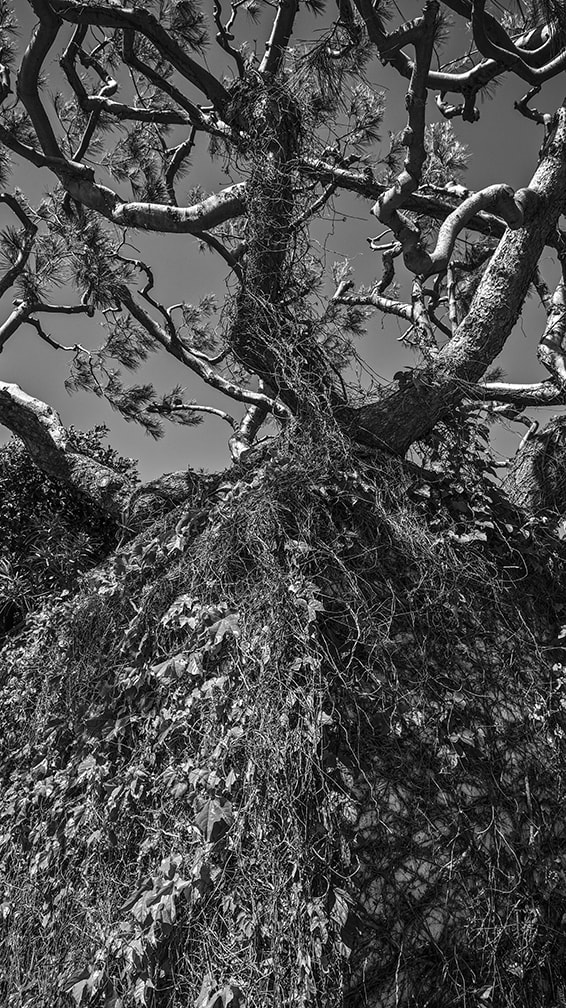 Sigma dp0 Quattro sample photo. Vines, tree photography