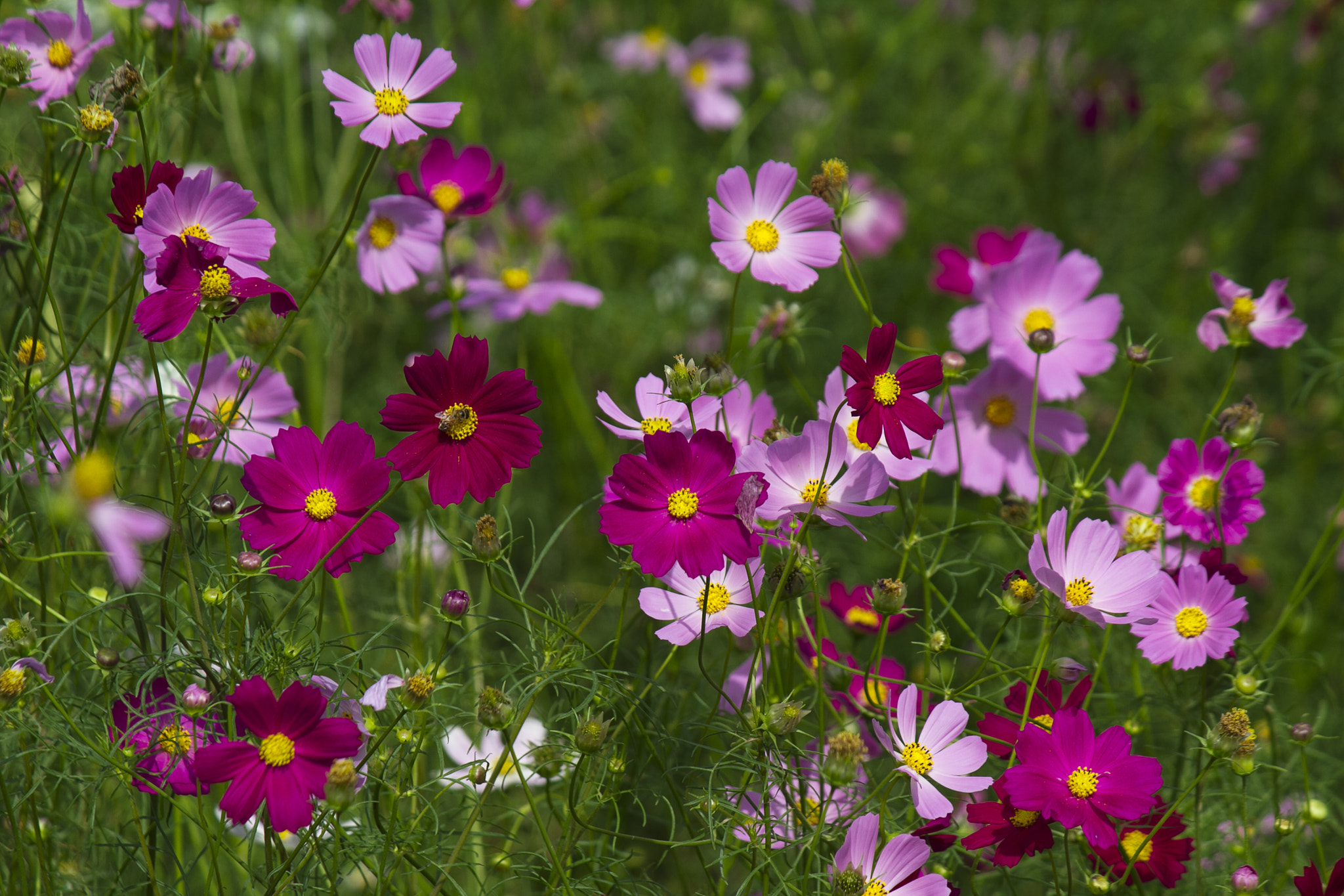 Canon EF-S 55-250mm F4-5.6 IS II sample photo. Butterfly flowers photography
