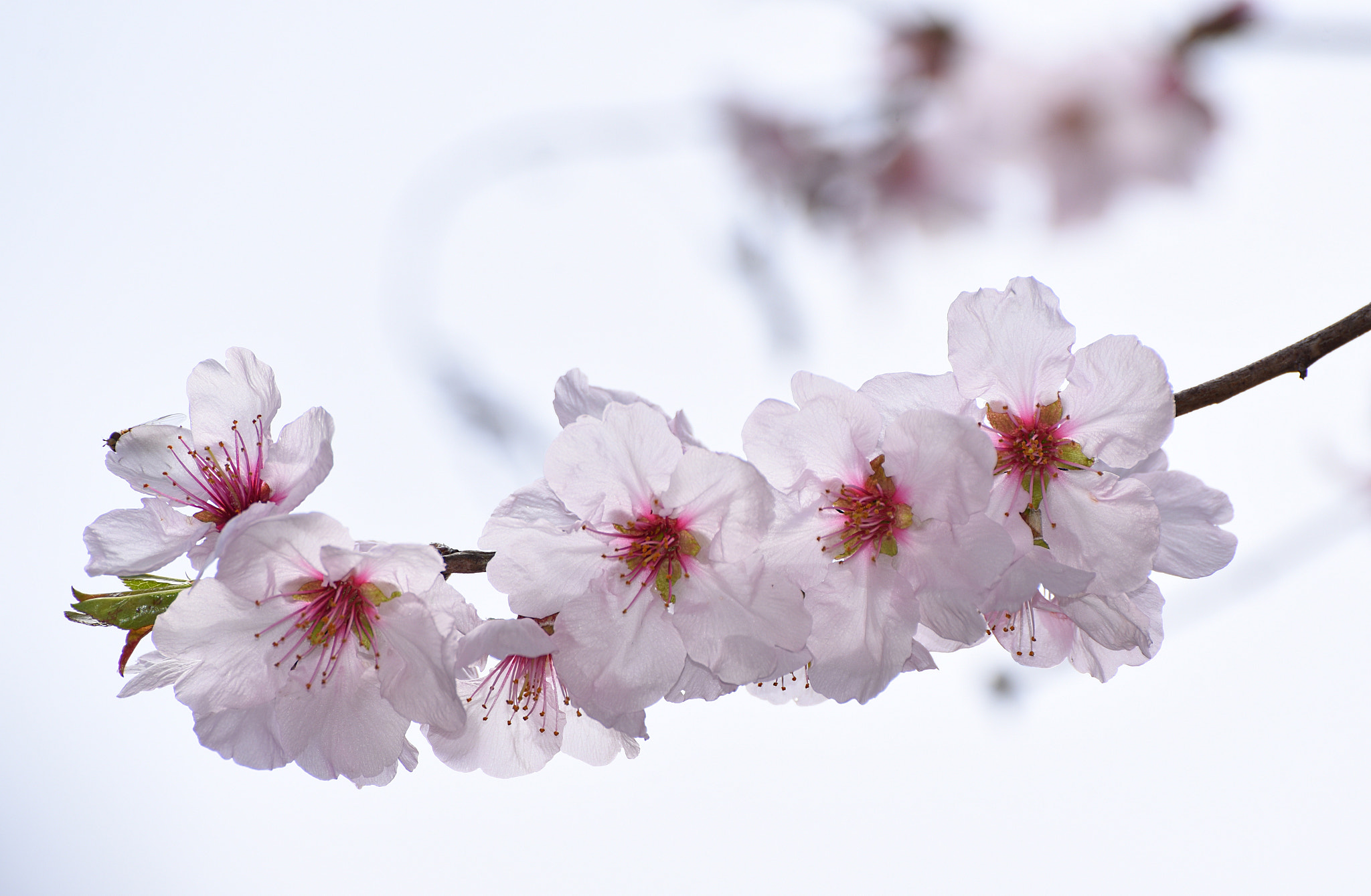 Nikon D750 sample photo. Almond blossoms photography