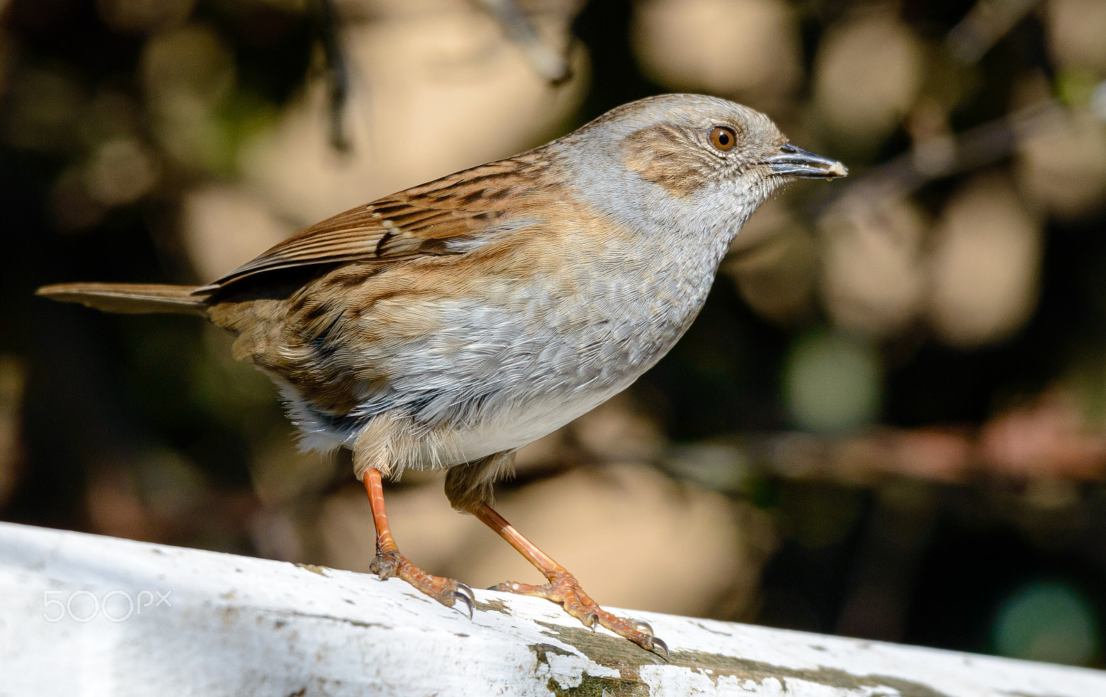 Sigma 120-400mm F4.5-5.6 DG OS HSM sample photo. Spring dunnock photography