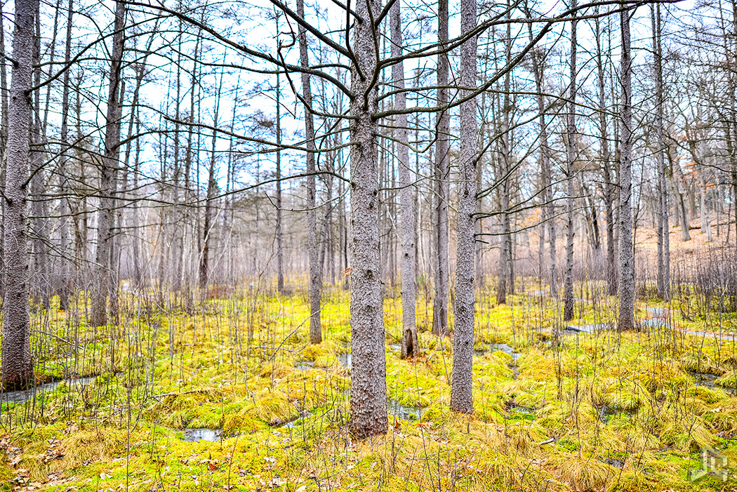 Nikon D610 sample photo. Quaking bog photography