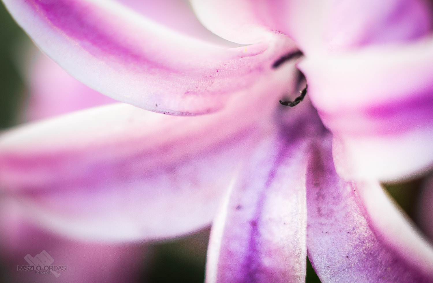 Canon EOS 1100D (EOS Rebel T3 / EOS Kiss X50) sample photo. Hyacinthus orientalis photography