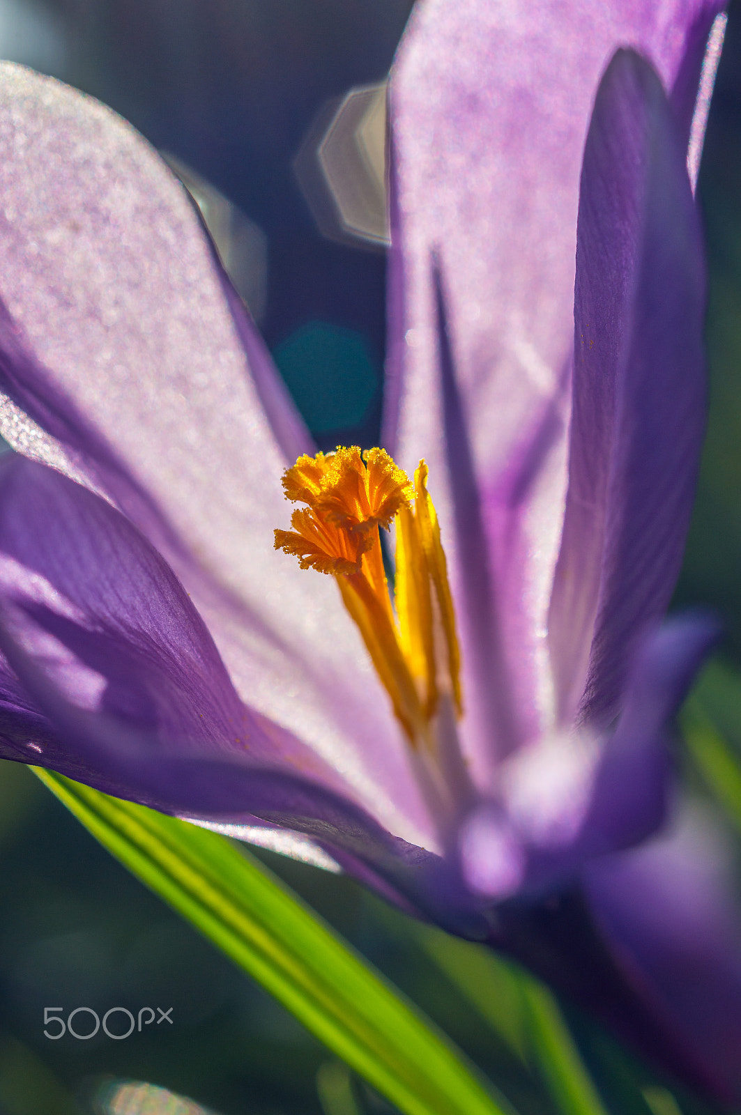 Sony SLT-A55 (SLT-A55V) sample photo. Flower photography