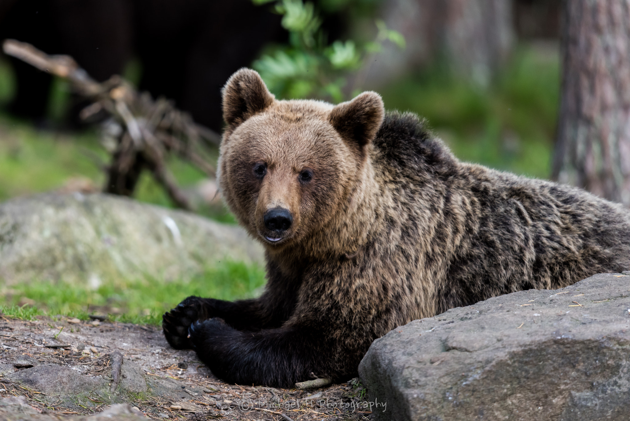 Nikon D810 + Nikon AF-S Nikkor 500mm F4G ED VR sample photo. Lazy bear photography