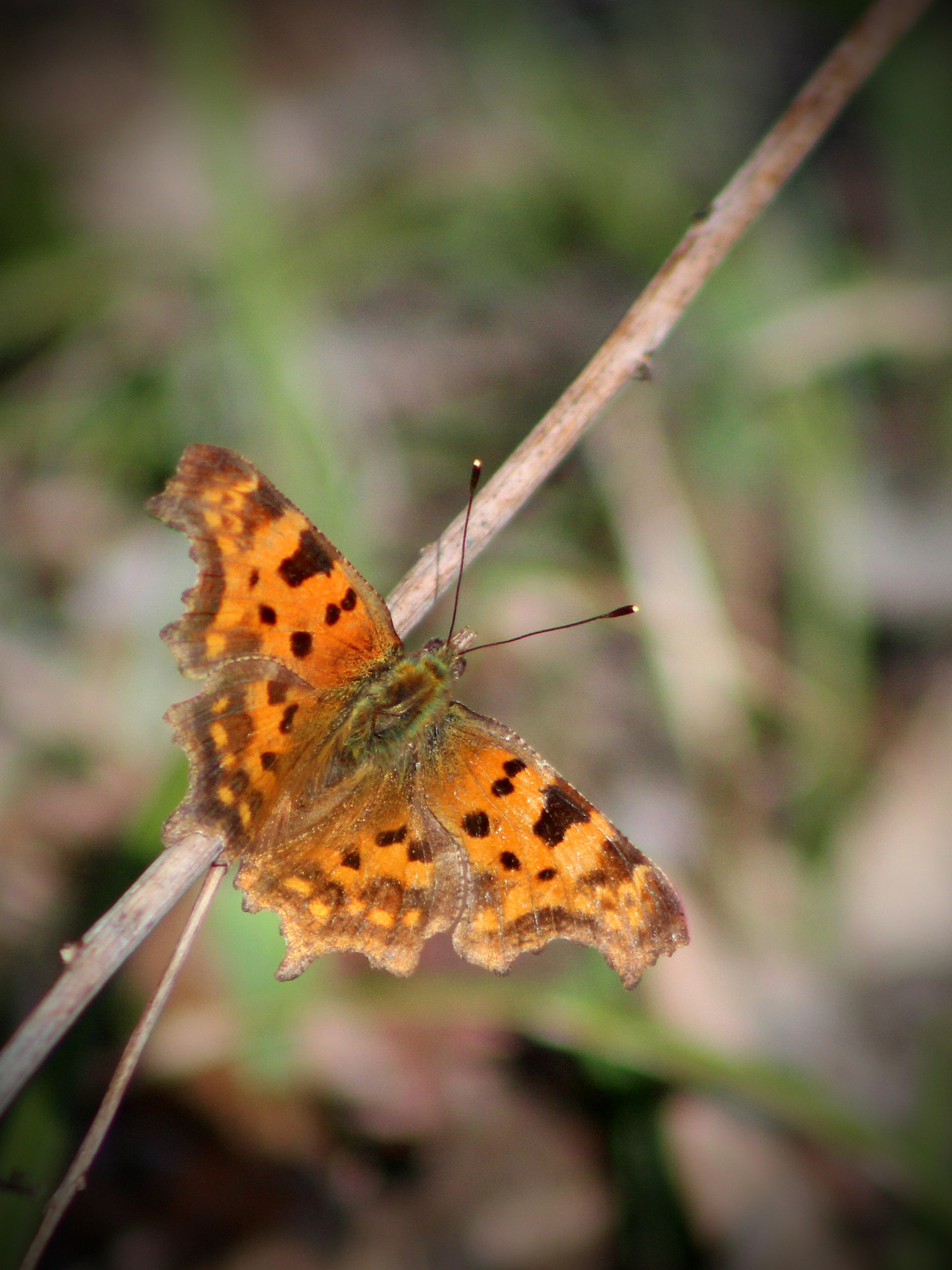 Canon EOS 600D (Rebel EOS T3i / EOS Kiss X5) + EF75-300mm f/4-5.6 sample photo. Butterfly photography