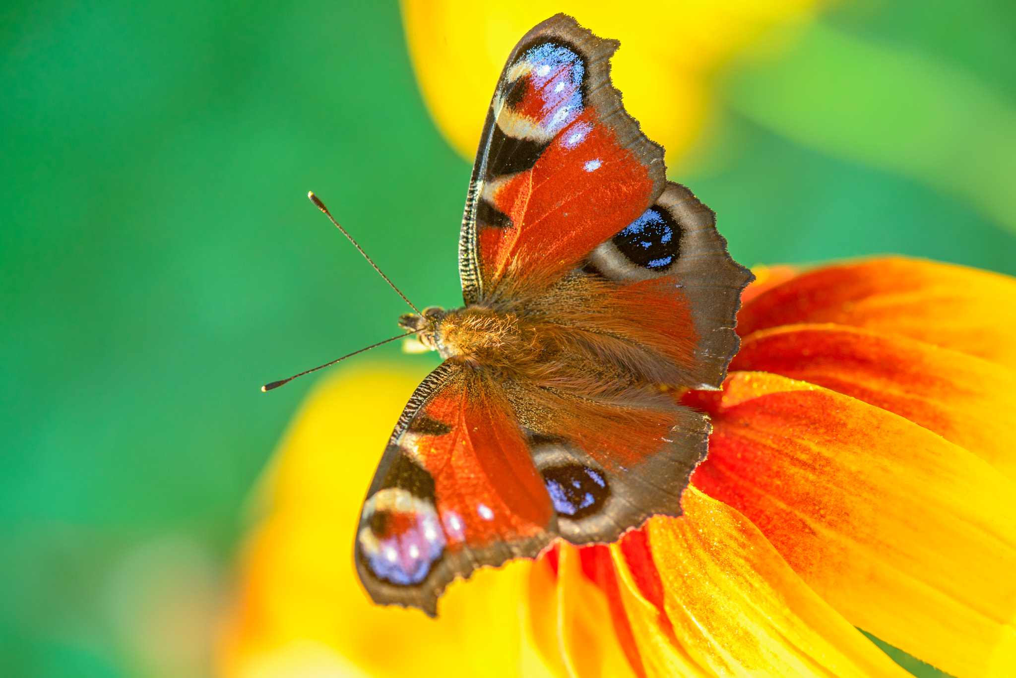 Nikon AF-S Micro-Nikkor 105mm F2.8G IF-ED VR sample photo. Butterfly on a flower photography