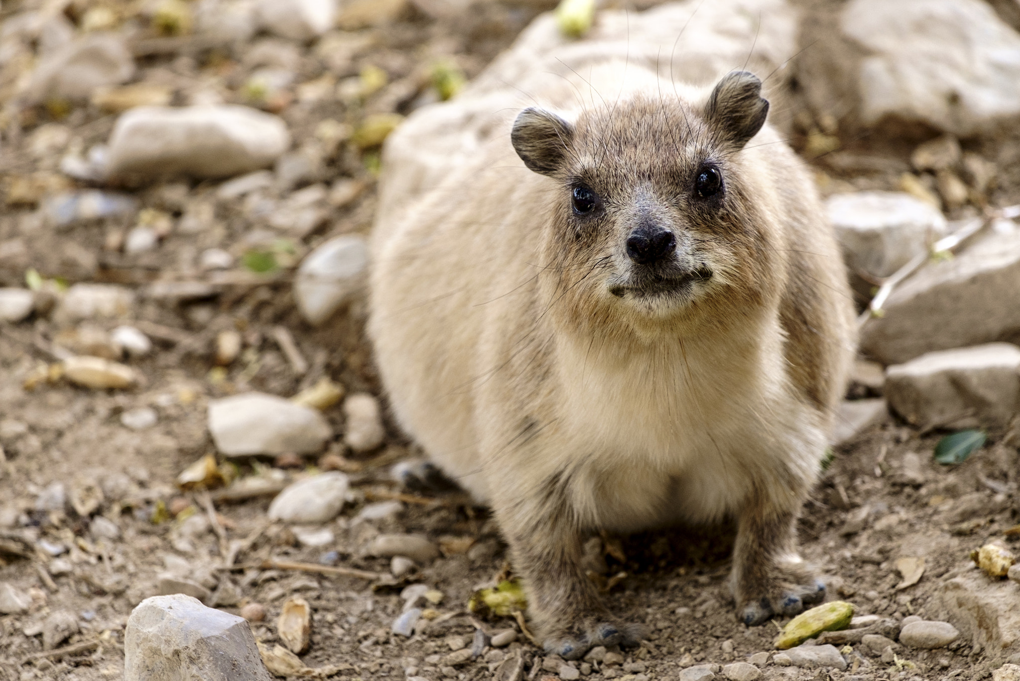 Fujifilm X-E1 + Fujifilm XF 55-200mm F3.5-4.8 R LM OIS sample photo. A desert hare photography