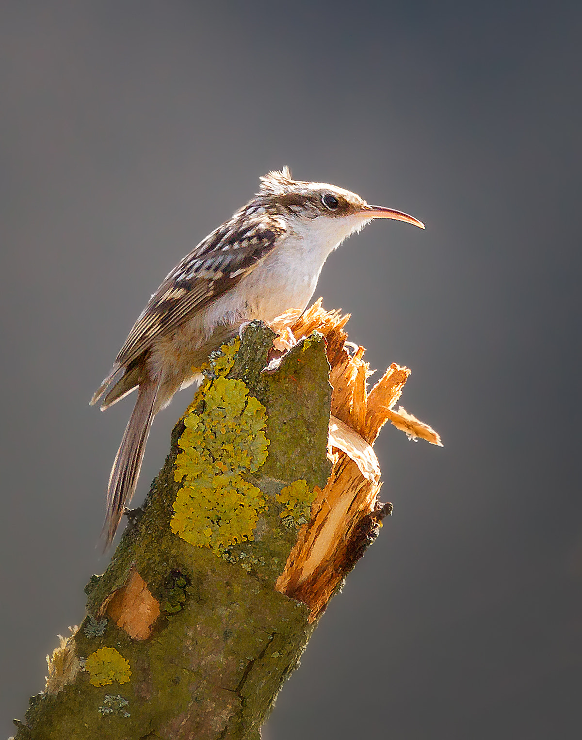 150-600mm F5-6.3 DG OS HSM | Contemporary 015 sample photo. Brown creeper (certhia americana) photography