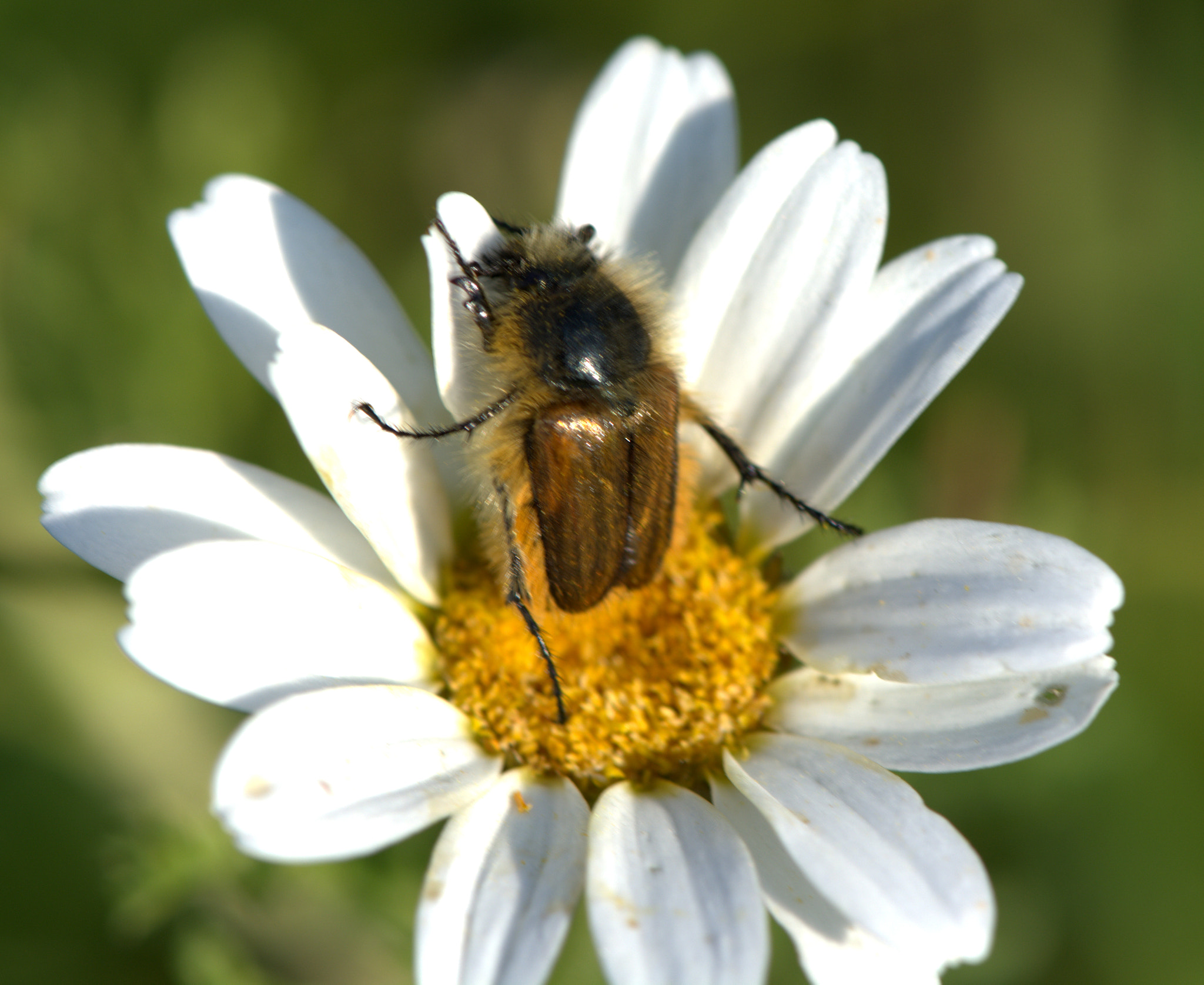 Nikon AF-S Micro-Nikkor 105mm F2.8G IF-ED VR sample photo. Golden bug photography