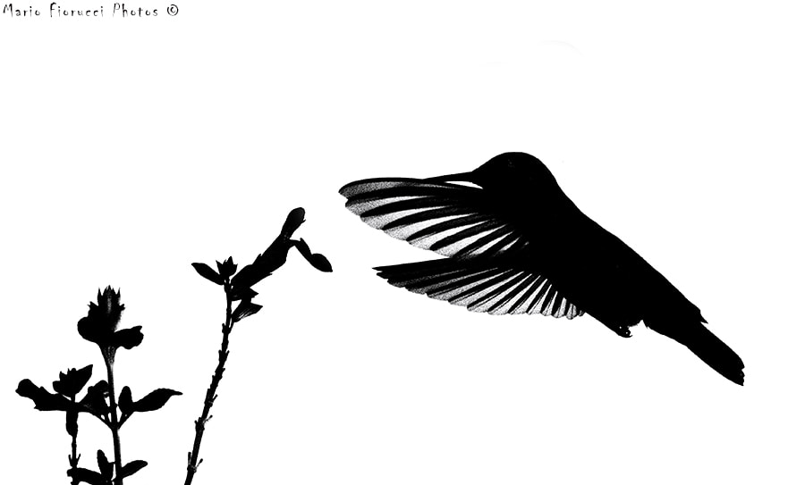 Canon EF 100-400mm F4.5-5.6L IS USM sample photo. Backlighting photography