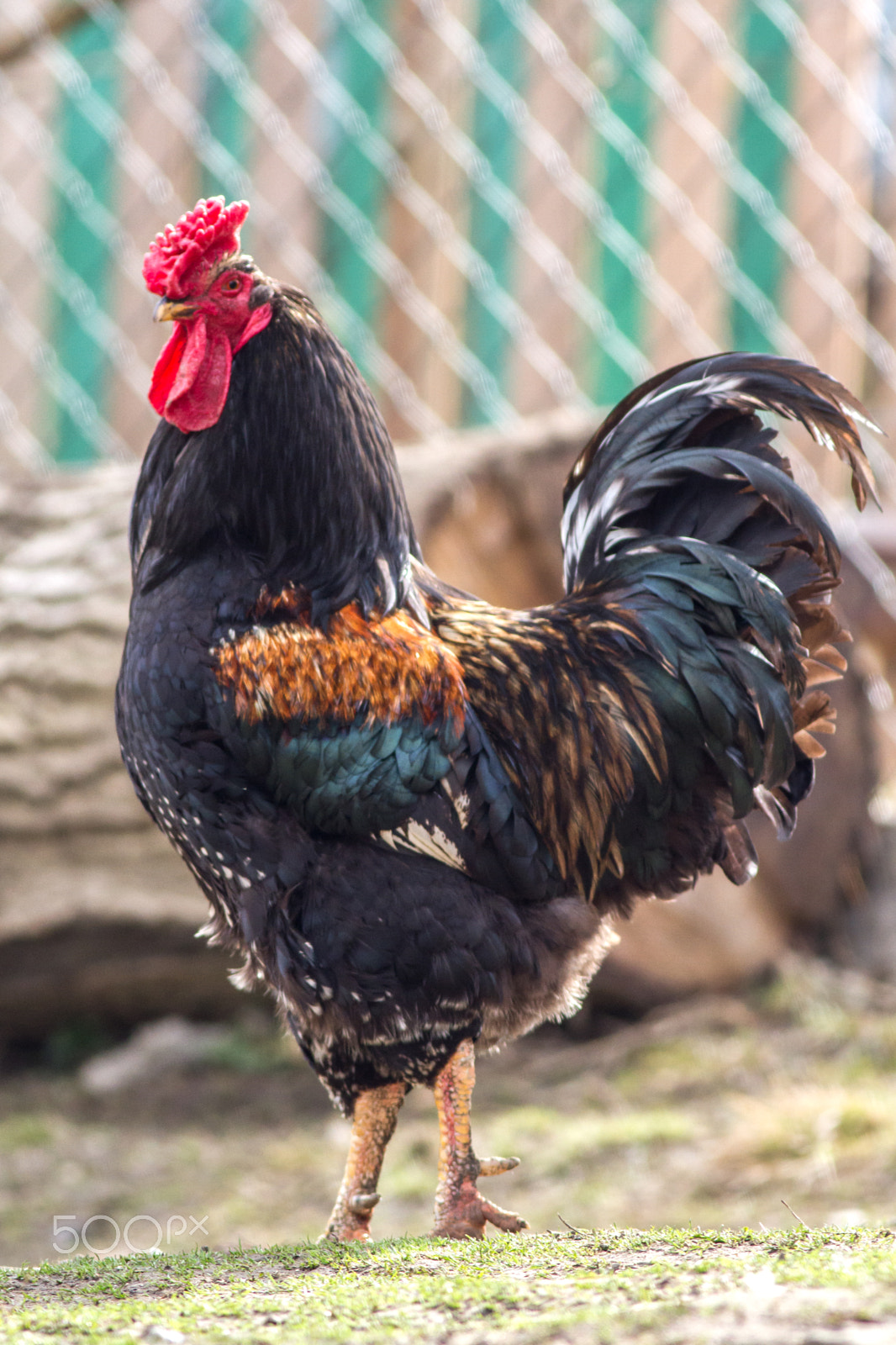 Canon EOS 7D sample photo. Rooster - rural alarm photography