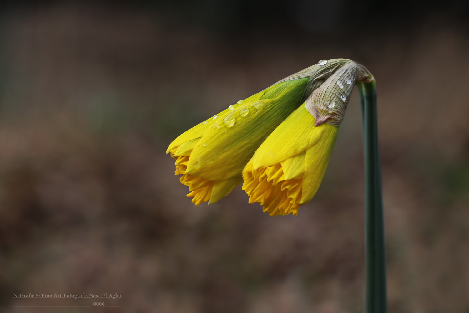 Canon EOS 80D sample photo. Daffodils photography