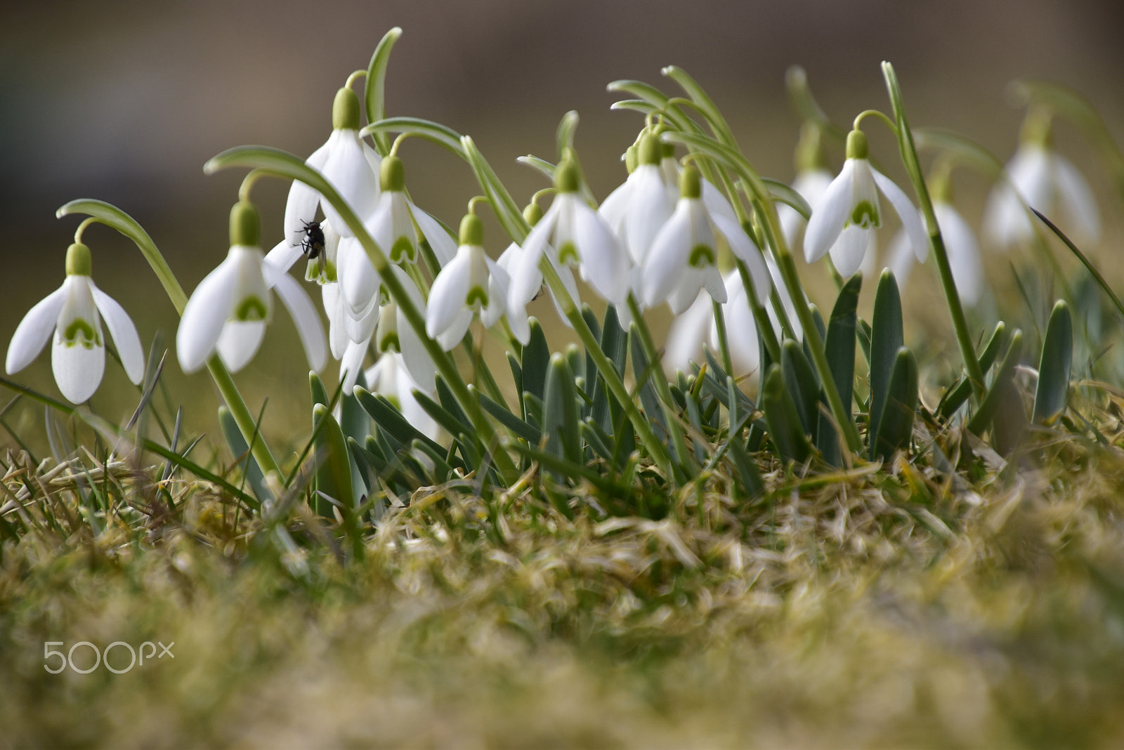 Nikon D5500 sample photo. Snöblommor photography